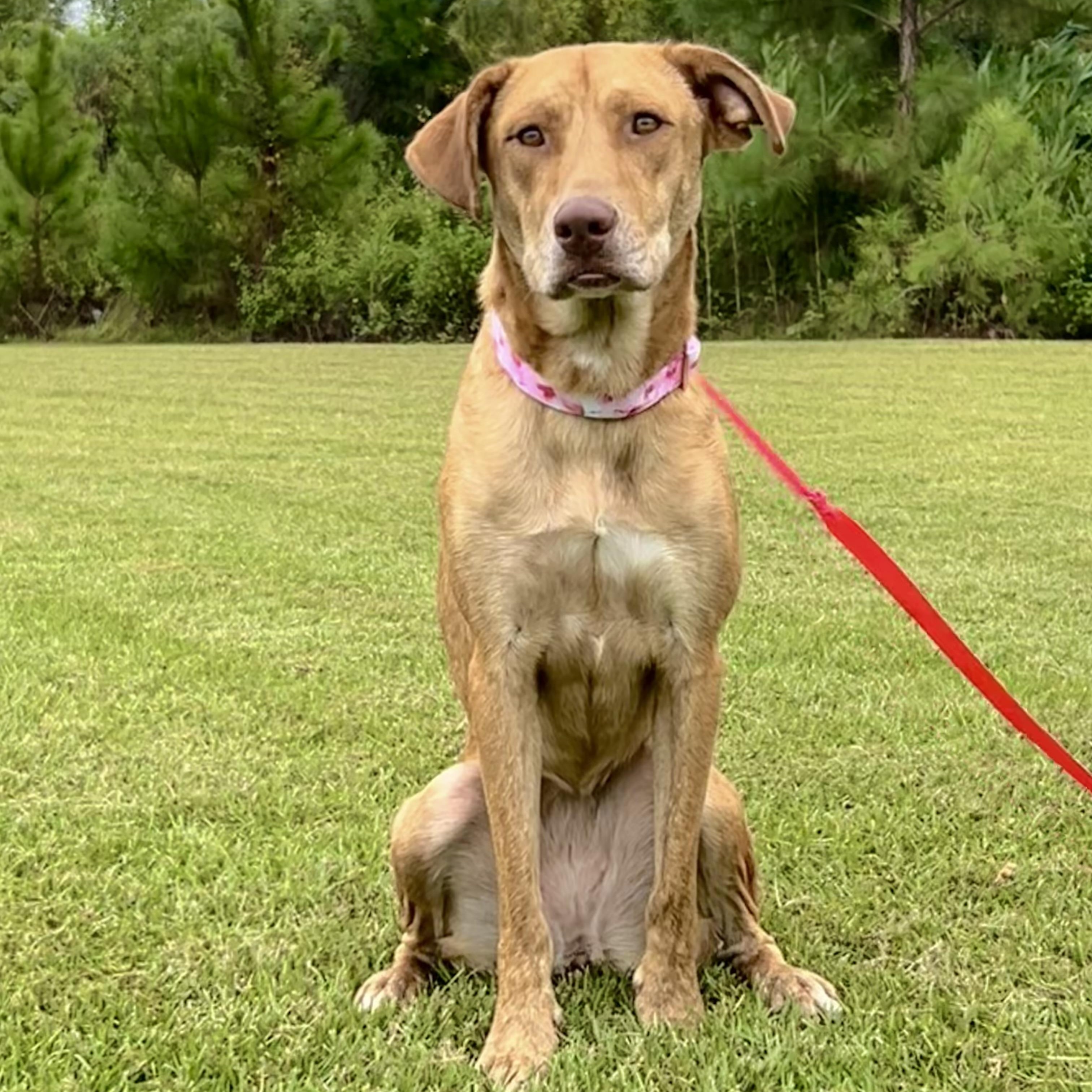 Harley, Adoptable, Young Female Labrador Retriever.