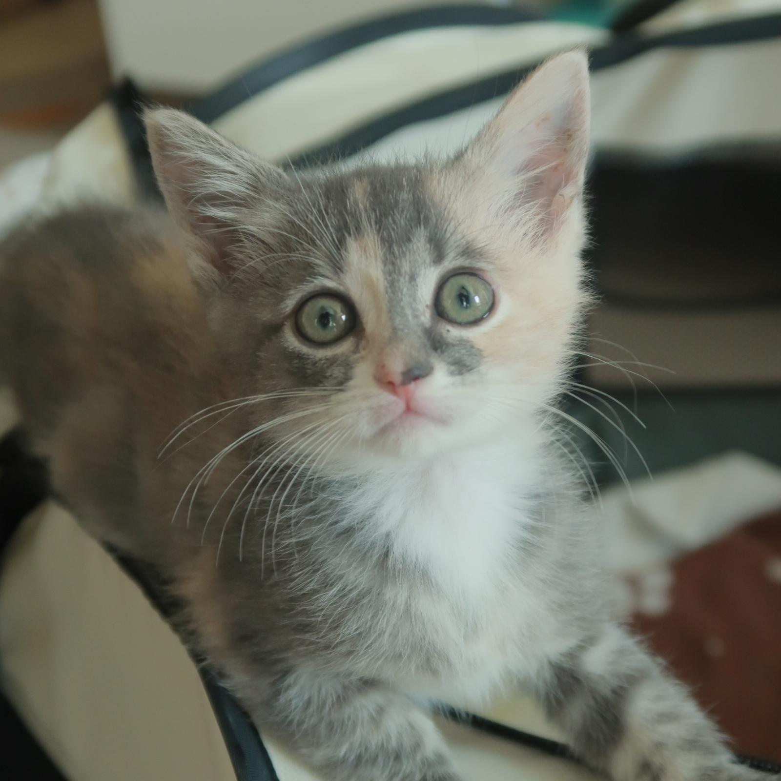 Sesame, an adoption pending Domestic Short Hair in Davis, CA image 2/4