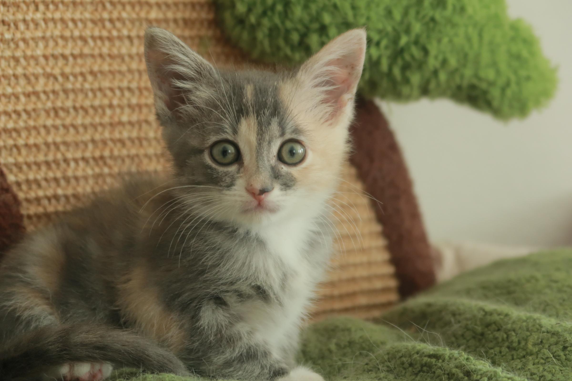 Sesame, an adoption pending Domestic Short Hair in Davis, CA image 1/4