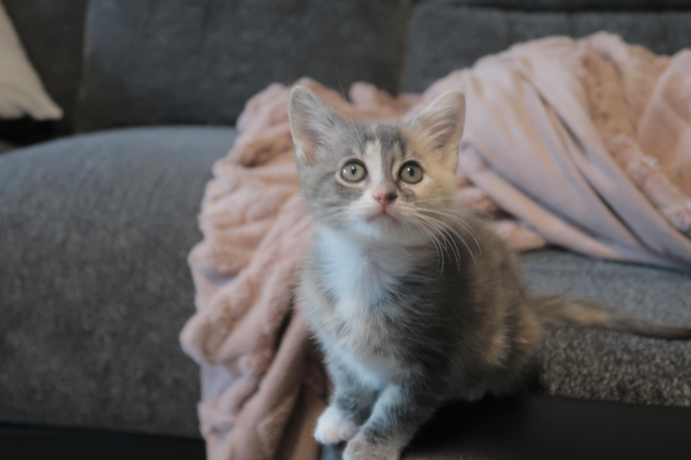 Sesame, an adoption pending Domestic Short Hair in Davis, CA image 4/4