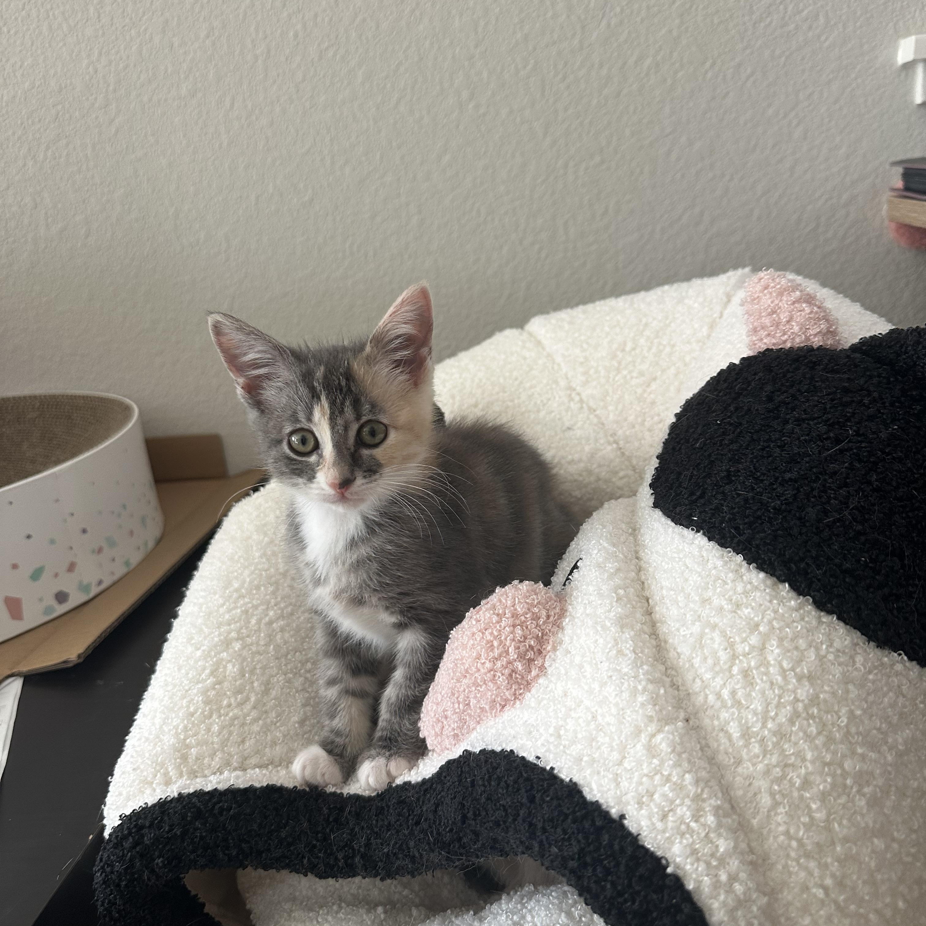 Sesame, an adoption pending Domestic Short Hair in Davis, CA image 3/4