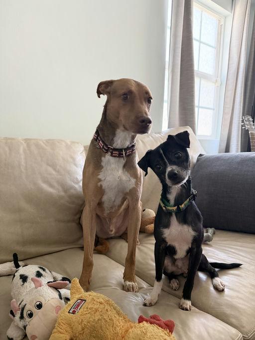 Lil Richie, Adoptable, Young Male Chihuahua.