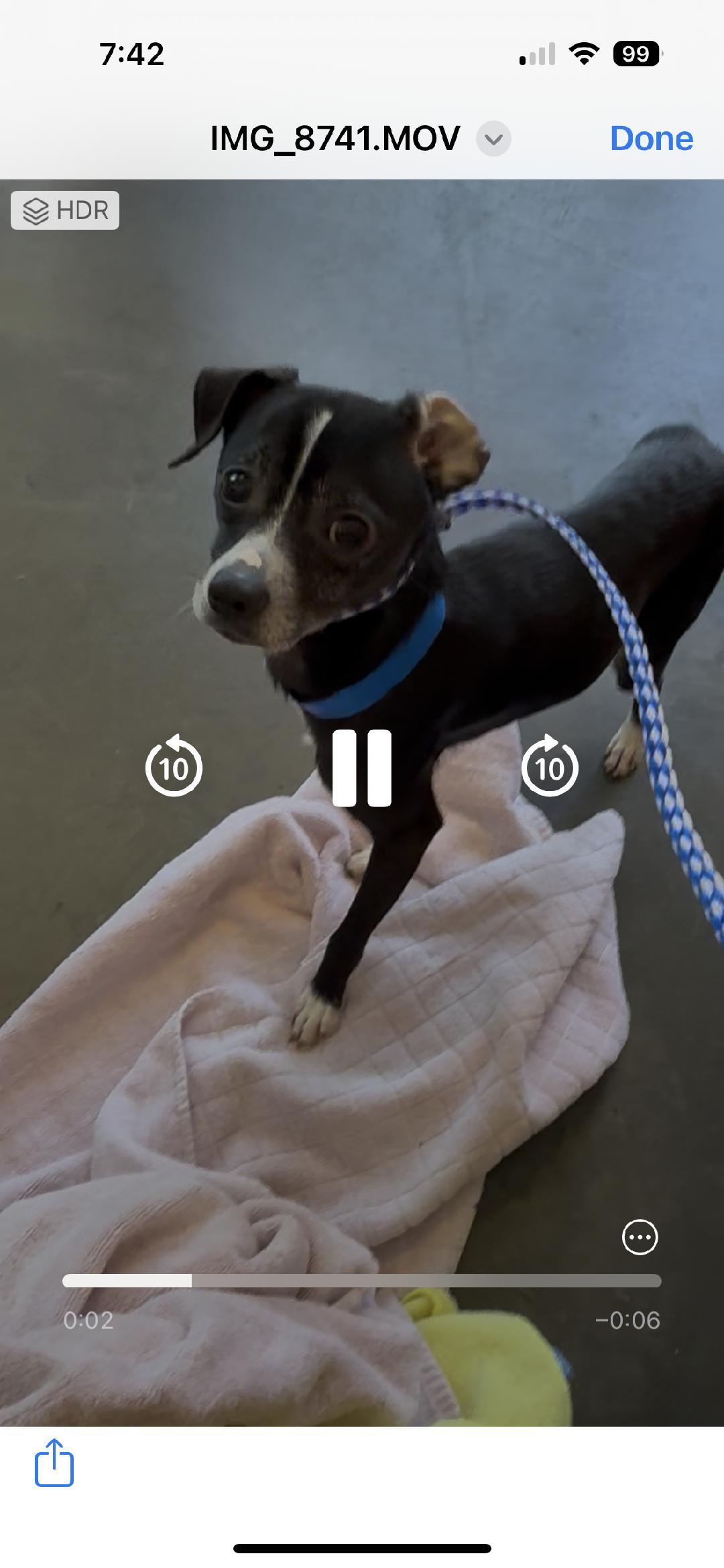 Lil Richie, a Adoptable Chihuahua in Los Angeles, CA image 2/5