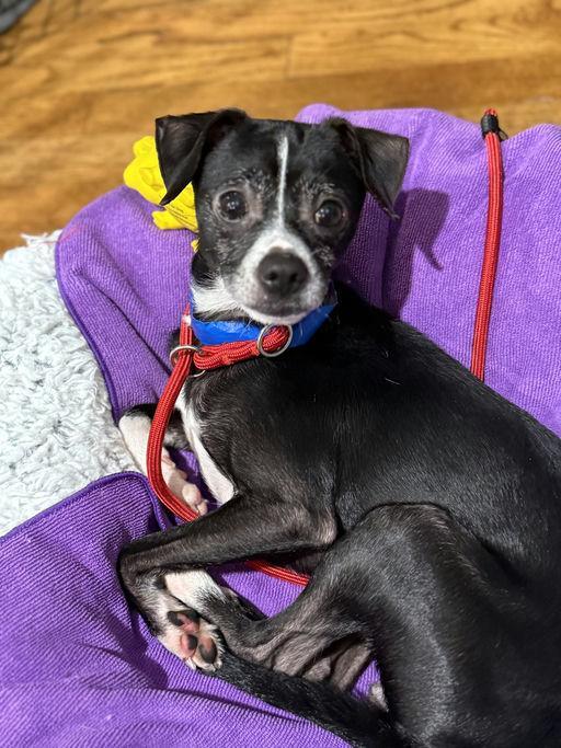 Lil Richie, a Adoptable Chihuahua in Los Angeles, CA image 3/5