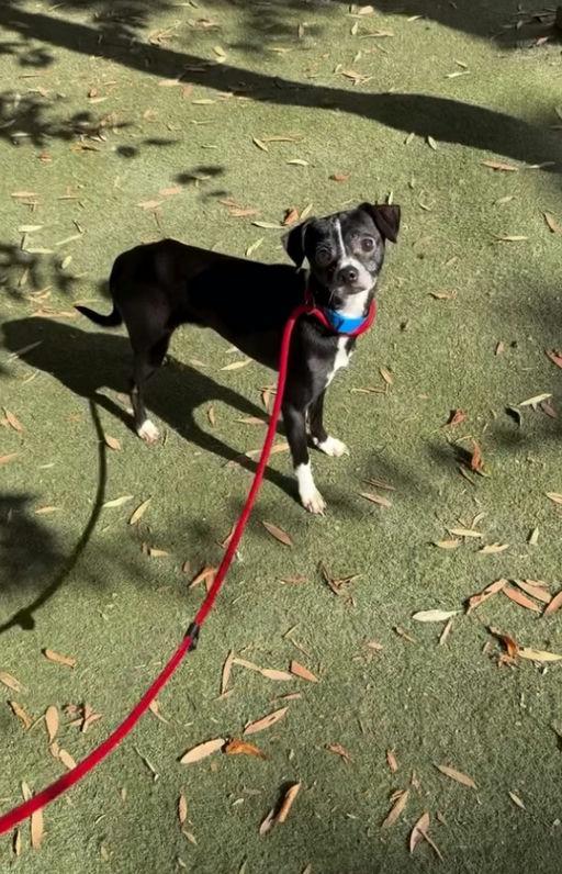 Lil Richie, a Adoptable Chihuahua in Los Angeles, CA image 4/5