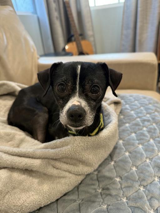 Lil Richie, a Adoptable Chihuahua in Los Angeles, CA image 5/5