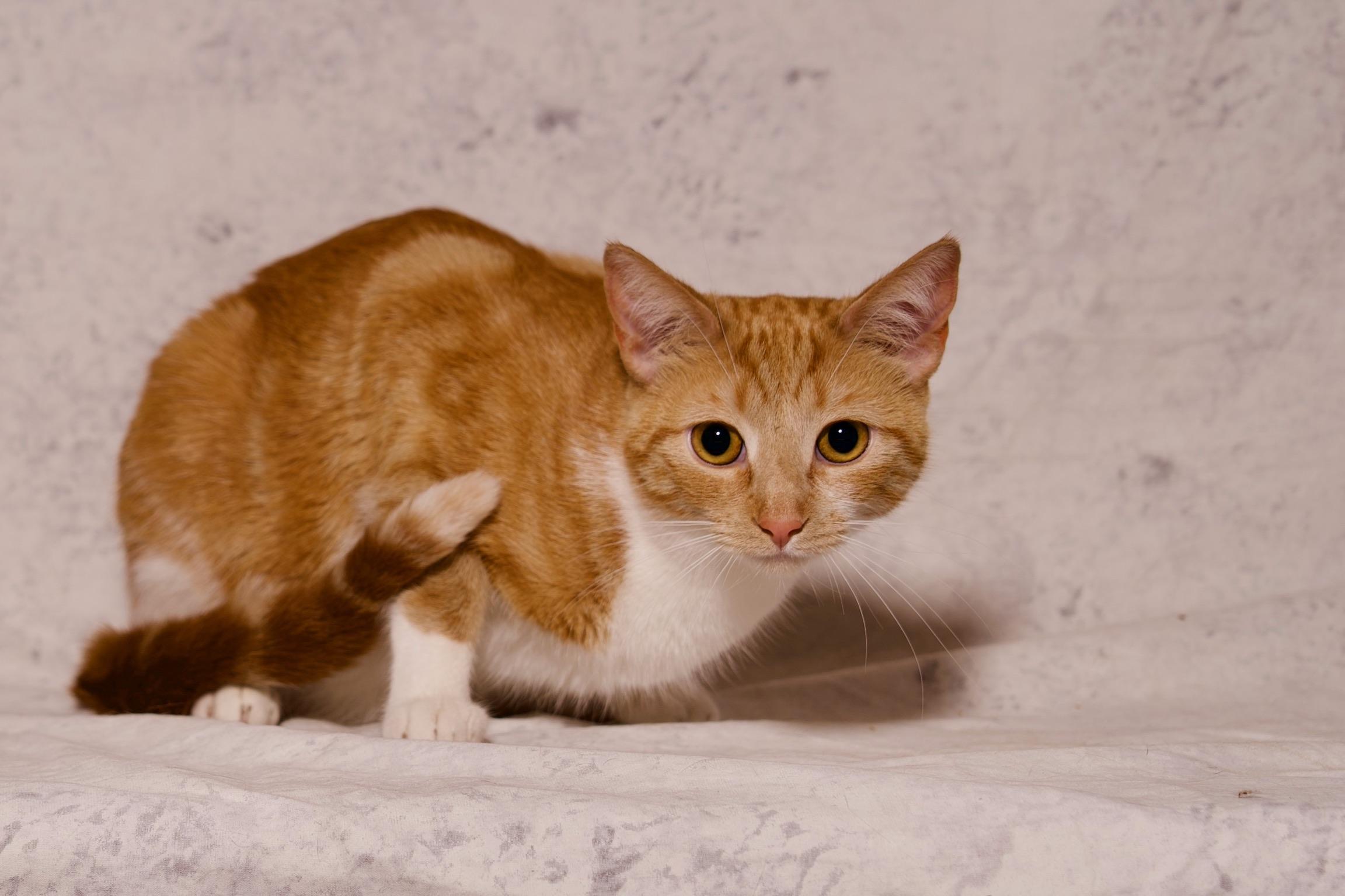 Saffron, a Adoptable Domestic Short Hair in Riverside, CA image 2/5