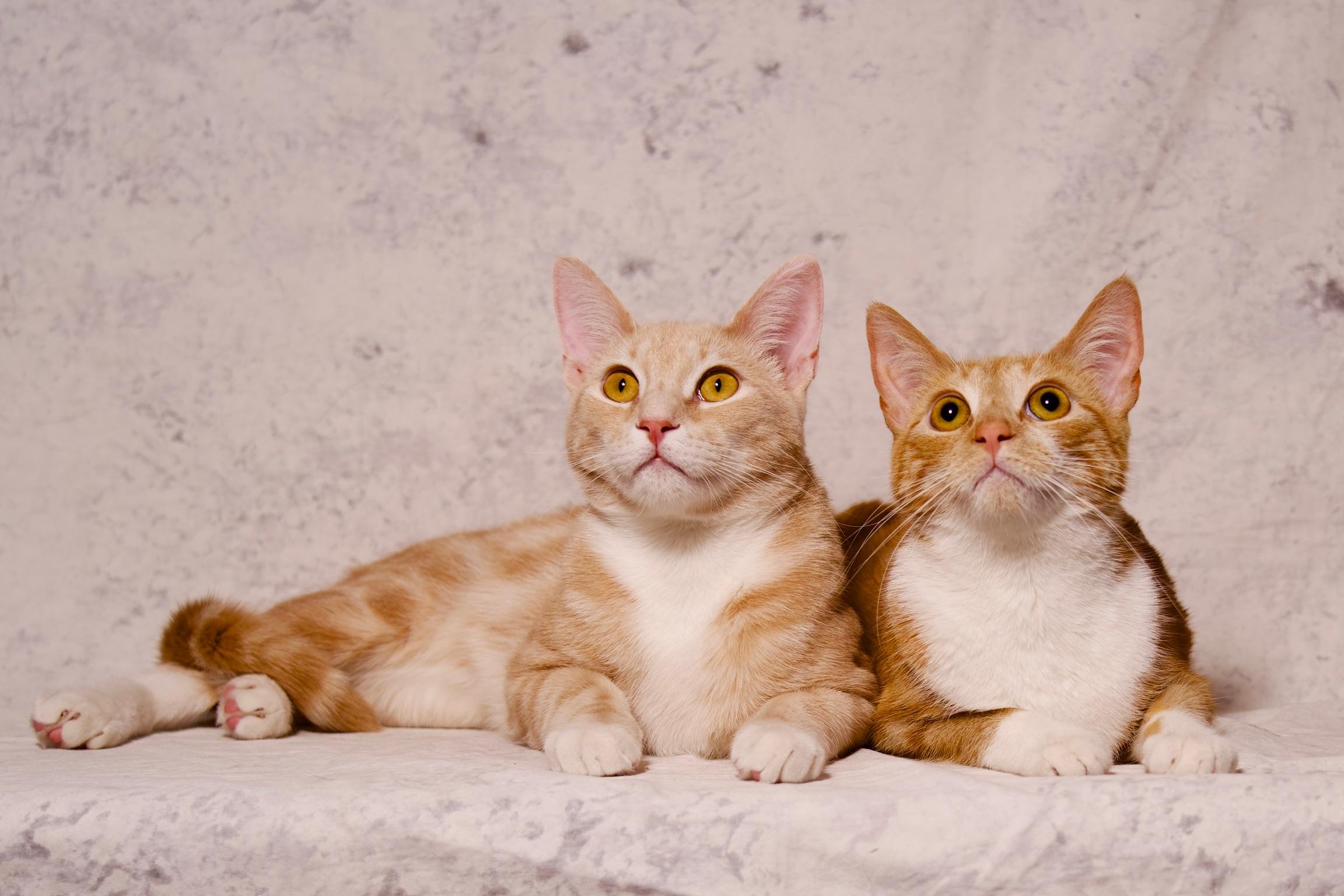 Saffron, a Adoptable Domestic Short Hair in Riverside, CA image 3/5