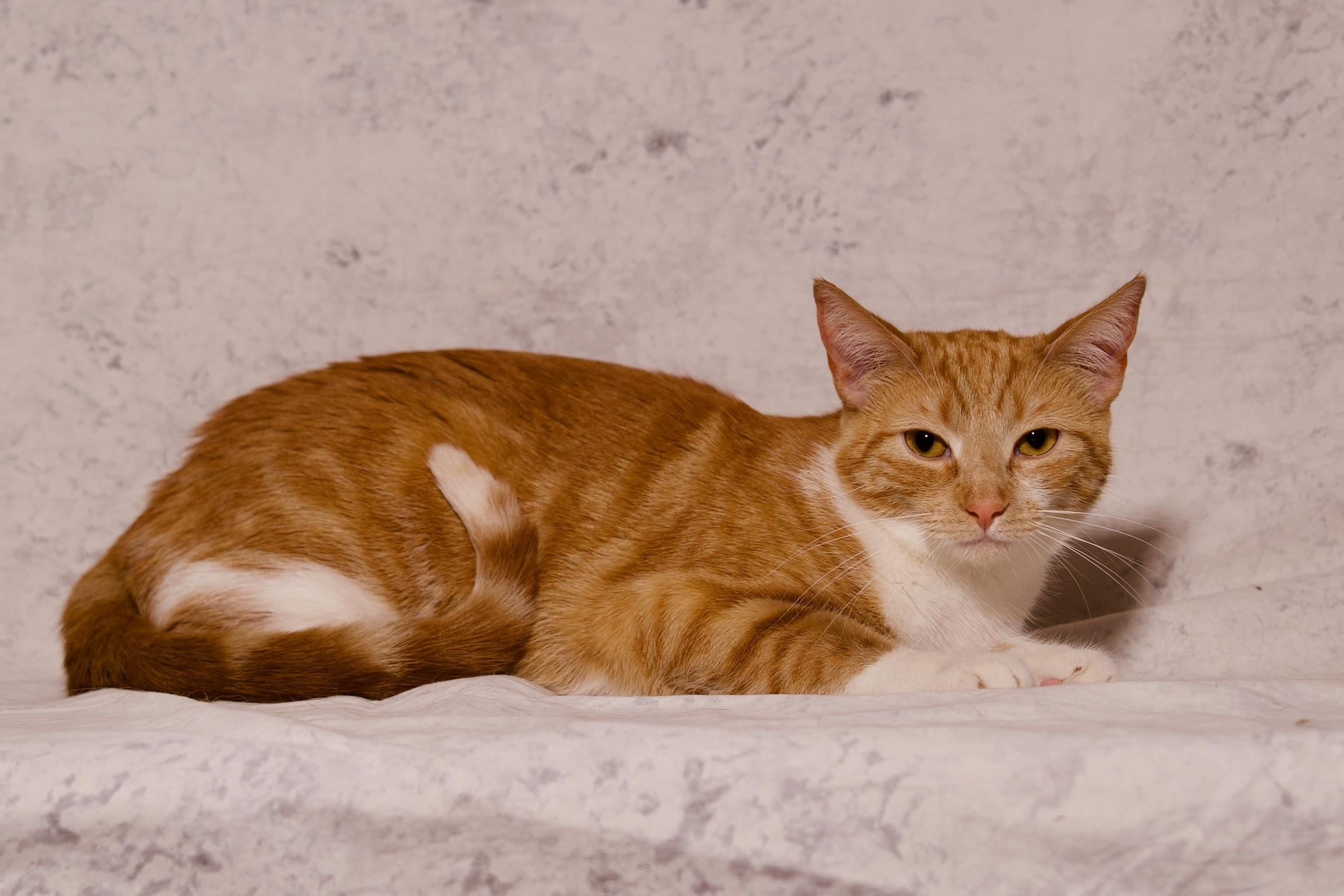 Saffron, a Adoptable Domestic Short Hair in Riverside, CA image 5/5