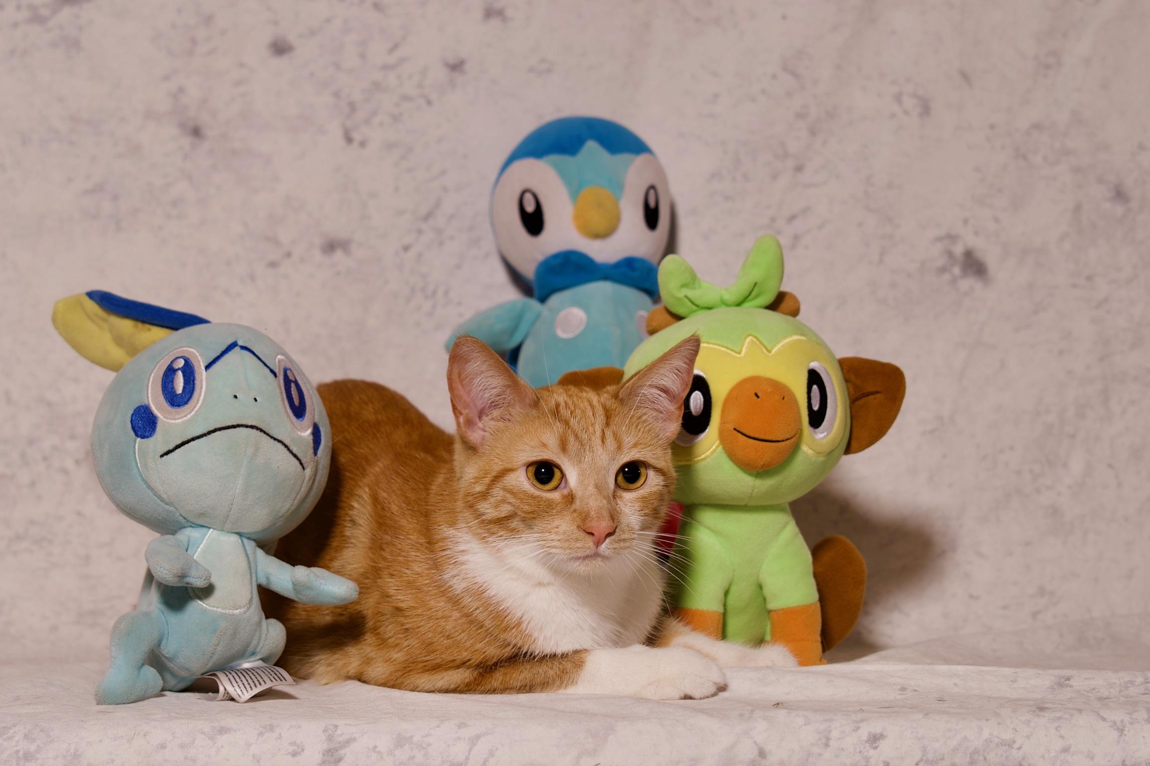 Saffron, a Adoptable Domestic Short Hair in Riverside, CA image 1/5