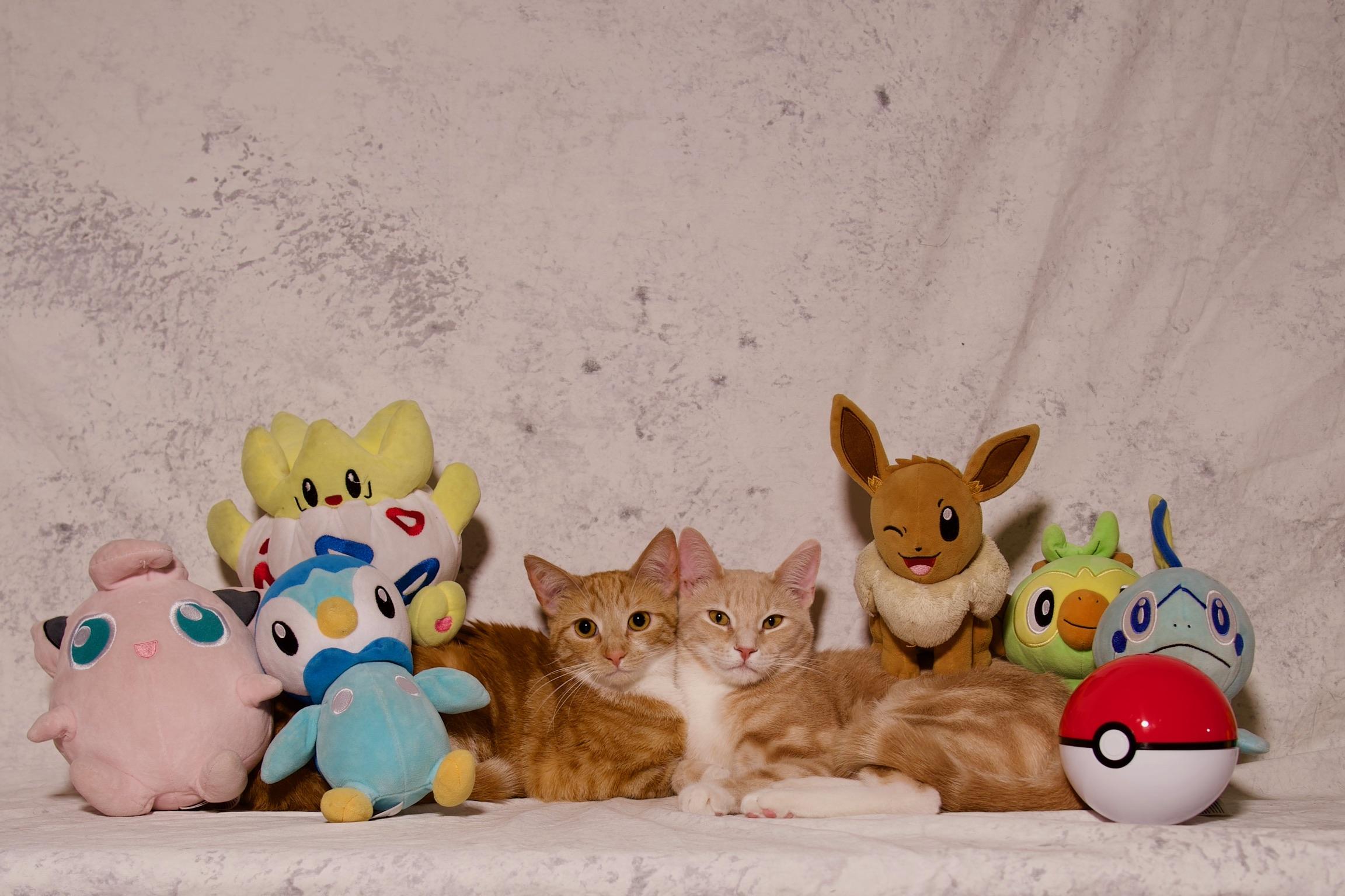 Saffron, a Adoptable Domestic Short Hair in Riverside, CA image 4/5