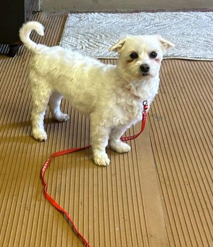 Enlarge LILLY (ohiosdrescue@gmail.com), a ADOPTABLE Maltese in Rossford, OH image 3/4