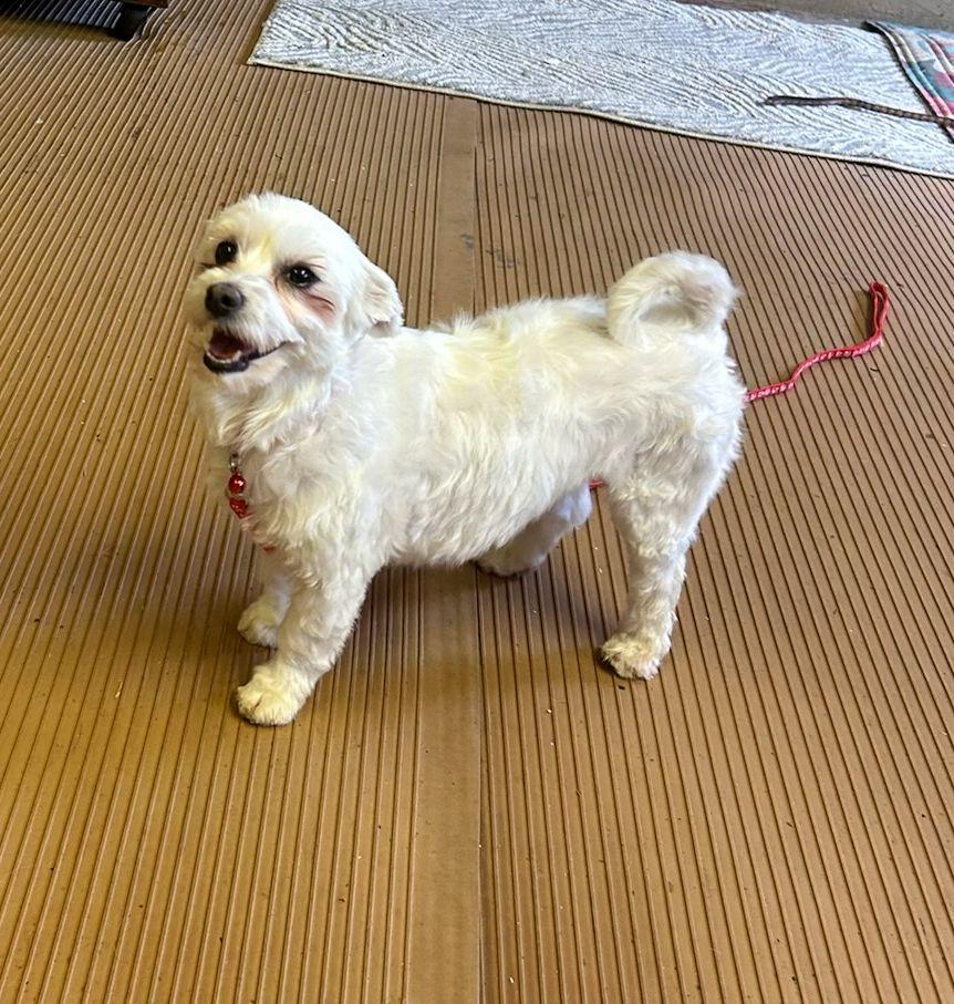 Enlarge LILLY (ohiosdrescue@gmail.com), a ADOPTABLE Maltese in Rossford, OH image 1/4