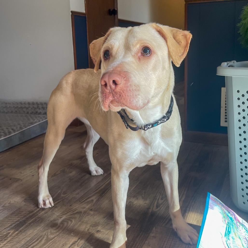 Sugar, Adoptable, Adult Female Yellow Labrador Retriever.