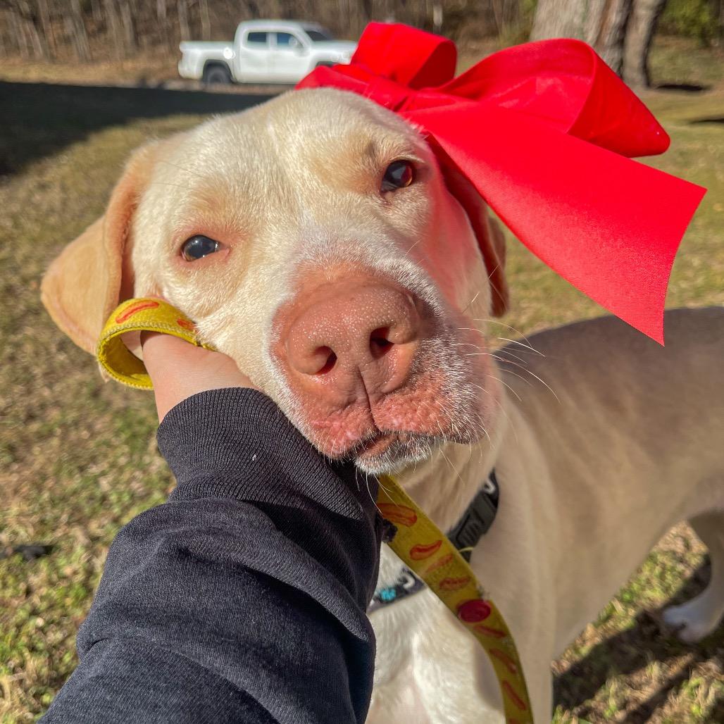 Enlarge Sugar, a Adoptable Yellow Labrador Retriever in Bentonville, AR image 2/6