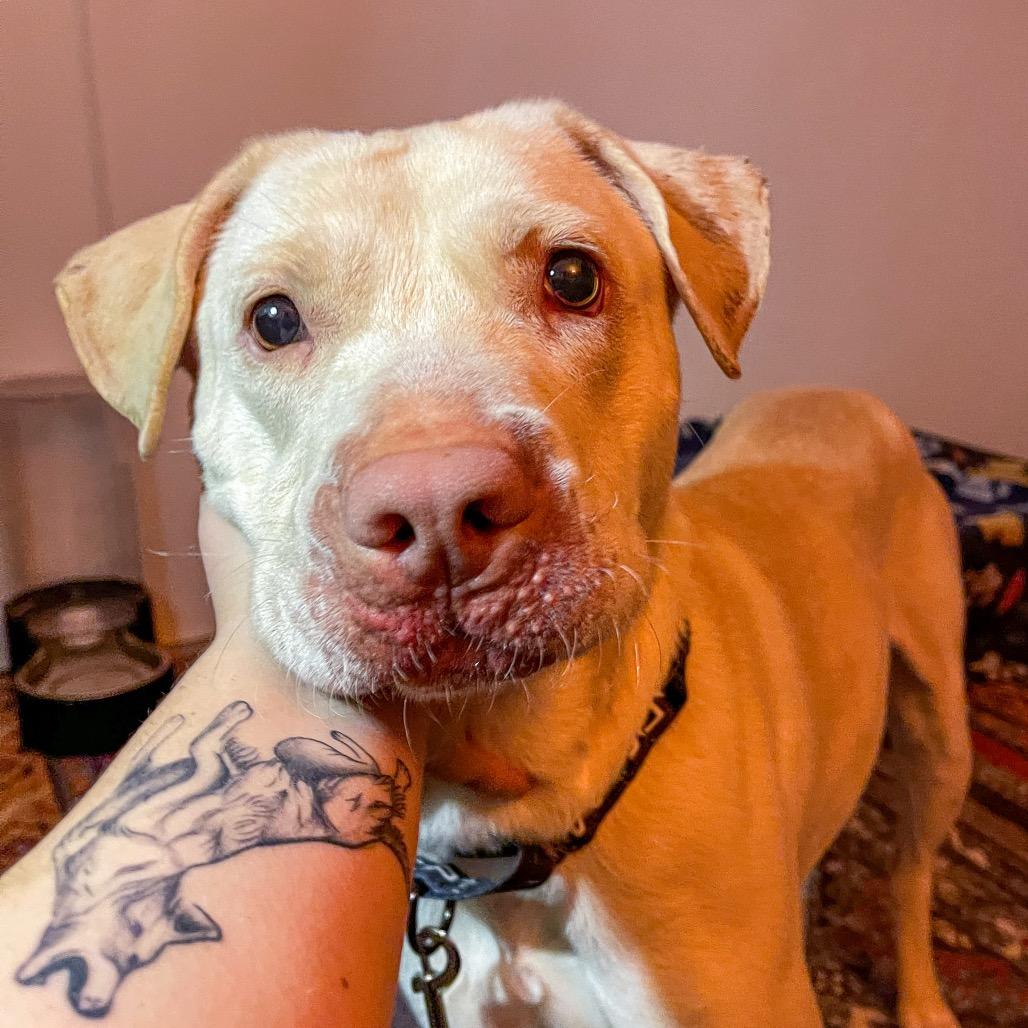 Enlarge Sugar, a Adoptable Yellow Labrador Retriever in Bentonville, AR image 4/6