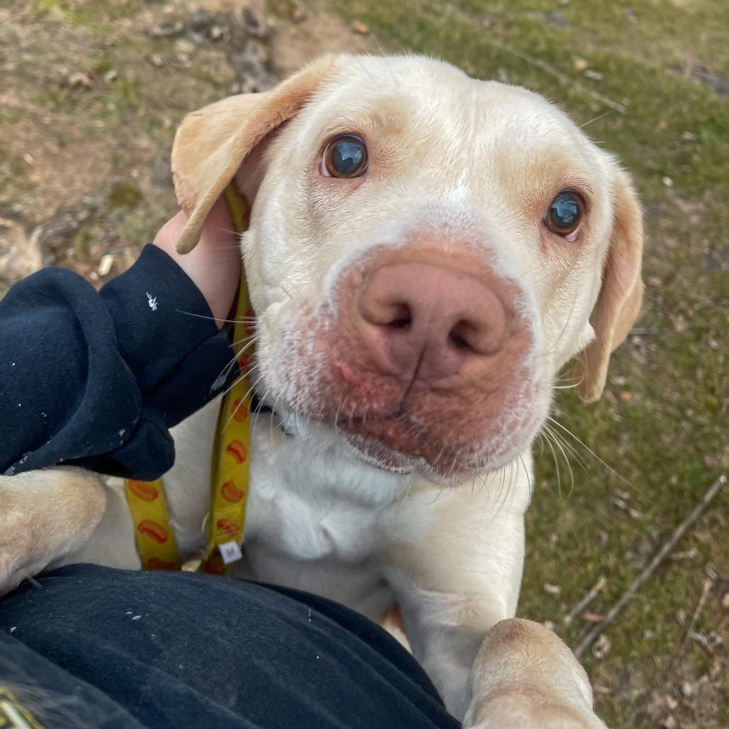 Enlarge Sugar, a Adoptable Yellow Labrador Retriever in Bentonville, AR image 5/6