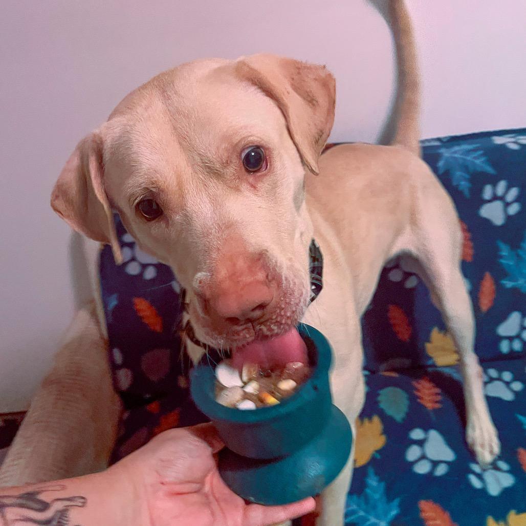 Enlarge Sugar, a Adoptable Yellow Labrador Retriever in Bentonville, AR image 6/6