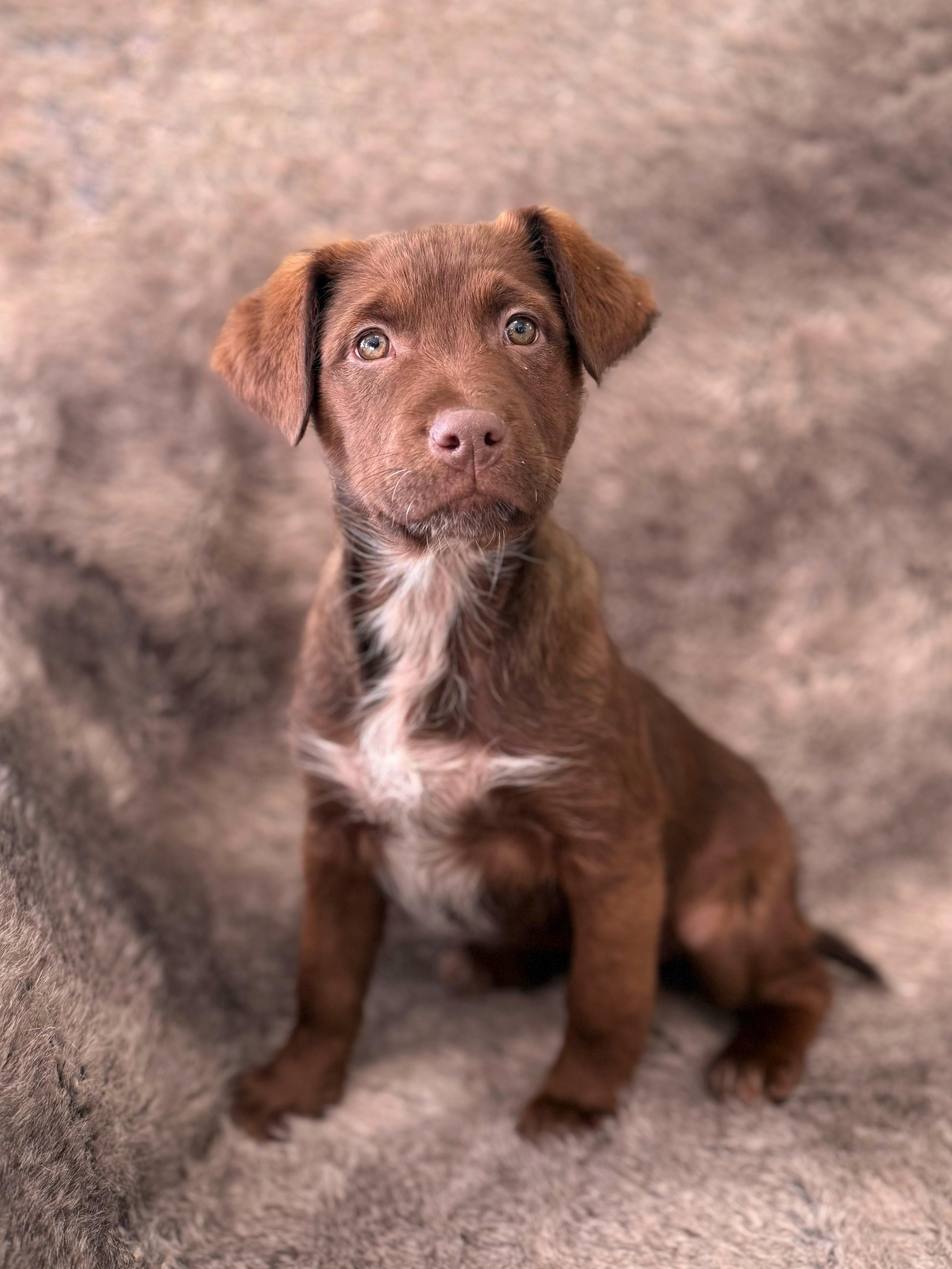 Paprika, adoptable, Puppy Female Labrador Retriever & Mixed Breed.