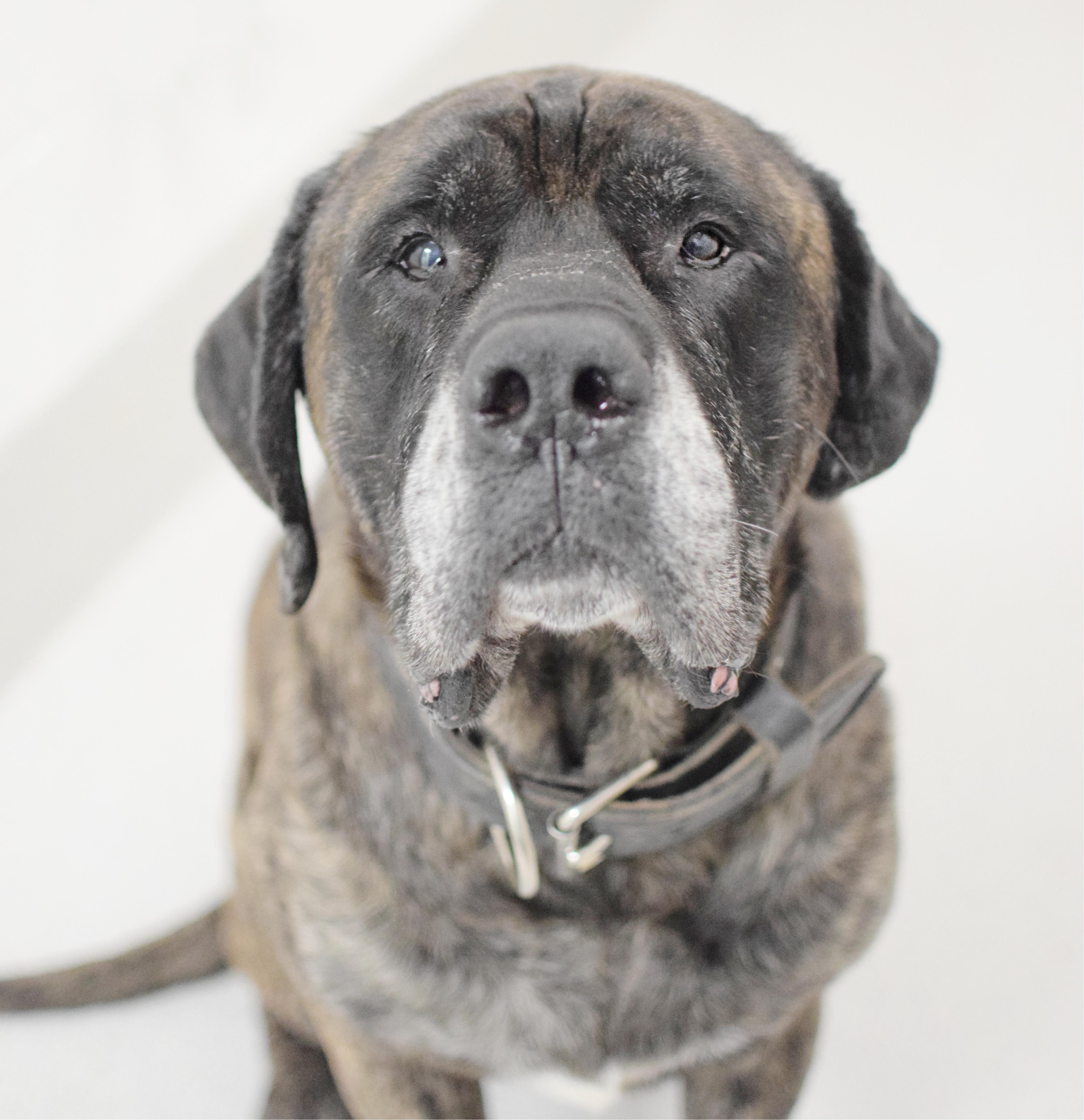 Diesel, adopted, Adult Male Mastiff.