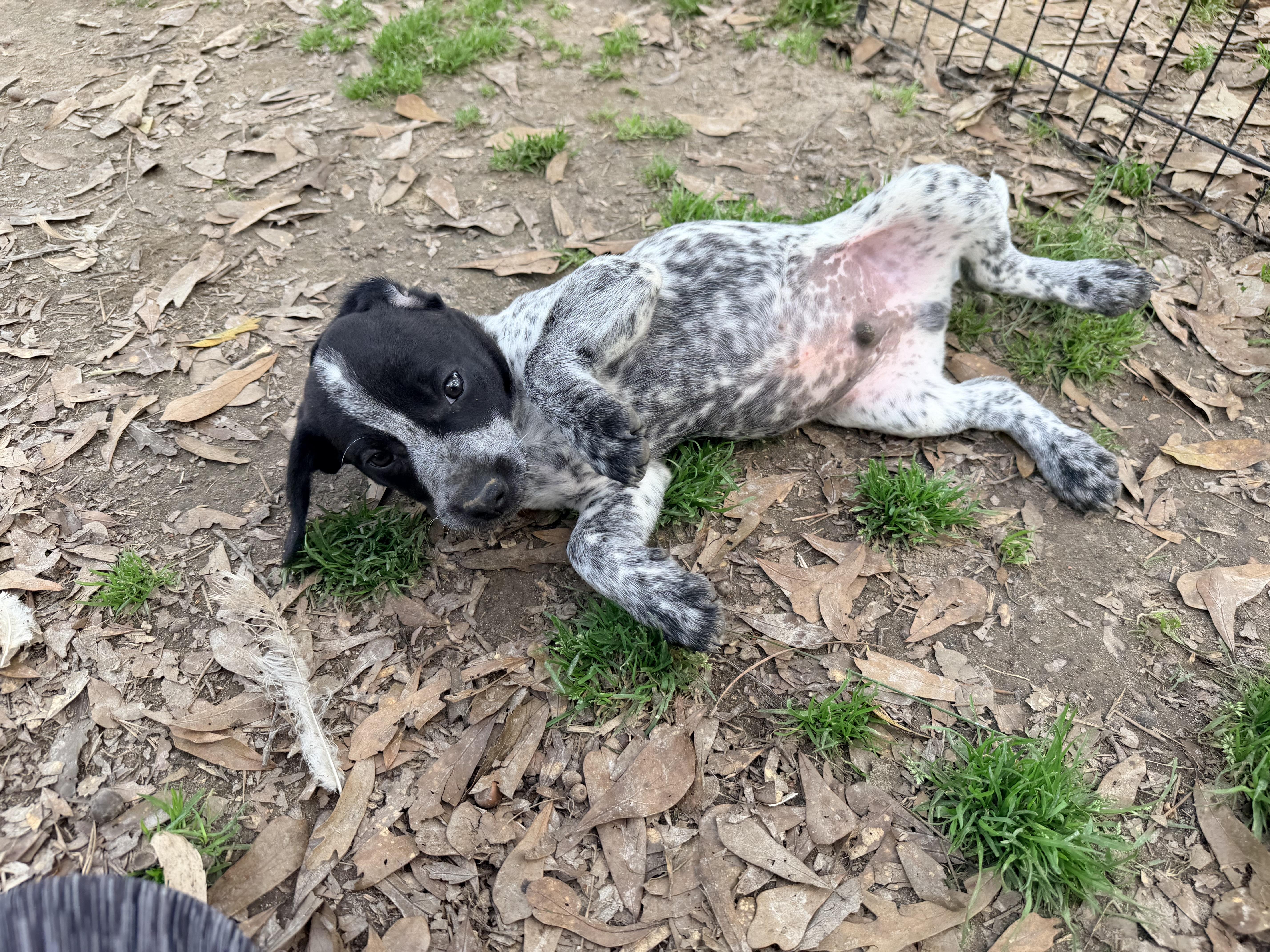 Enlarge Breeze, an adopted mixed breed in Baker, LA image 3/6