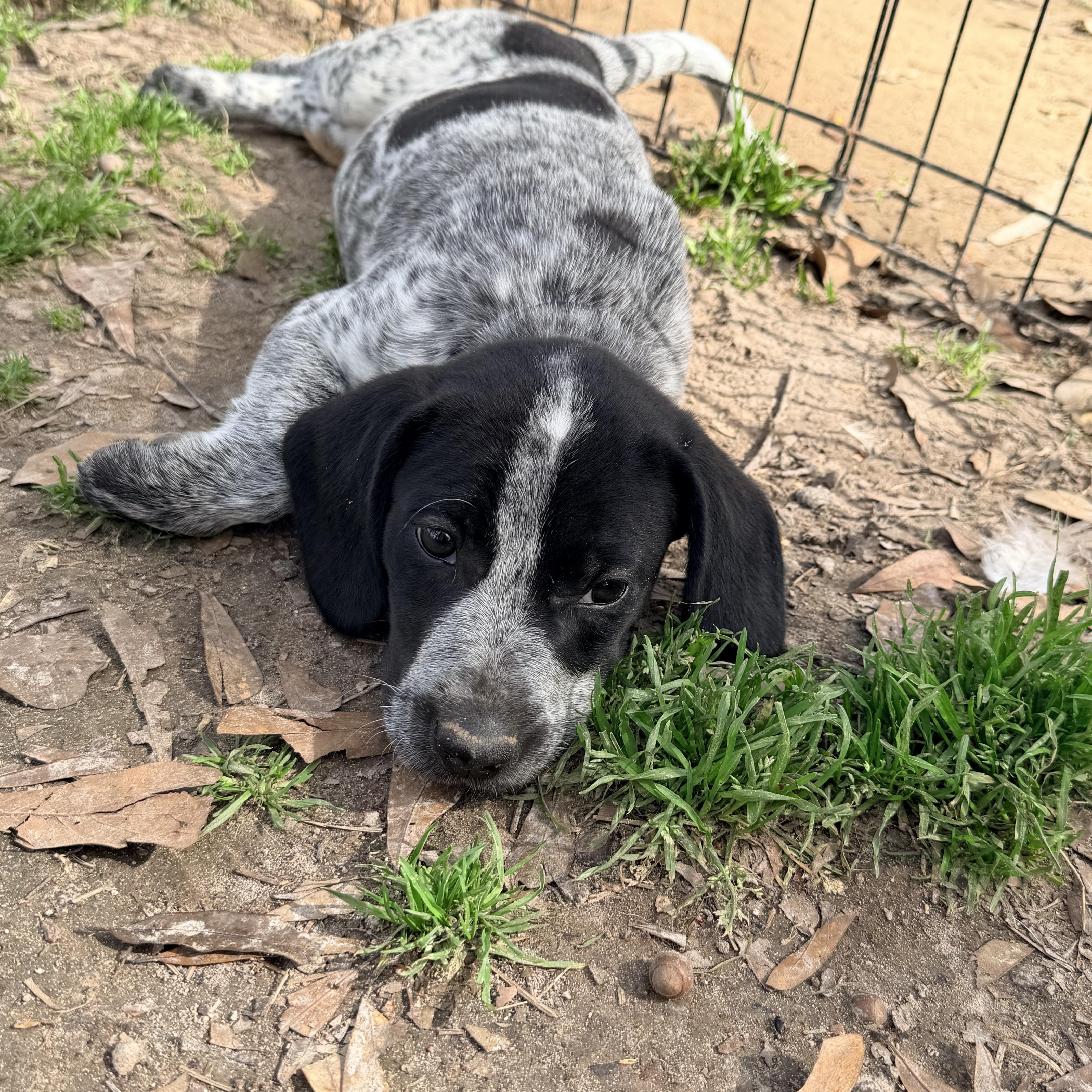 Breeze, adopted, Puppy Male Australian Cattle Dog / Blue Heeler & Beagle.