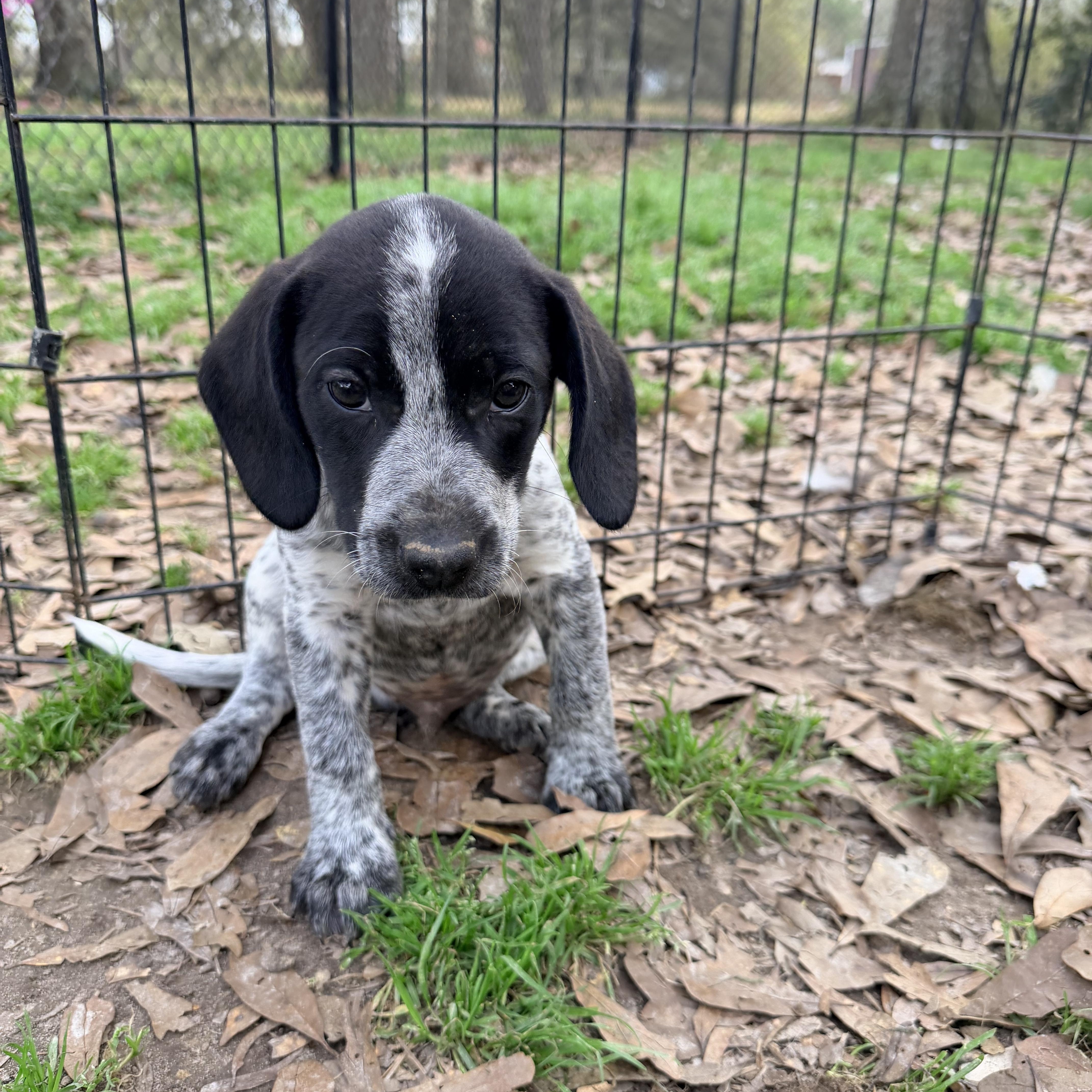 Enlarge Breeze, an adopted mixed breed in Baker, LA image 2/6