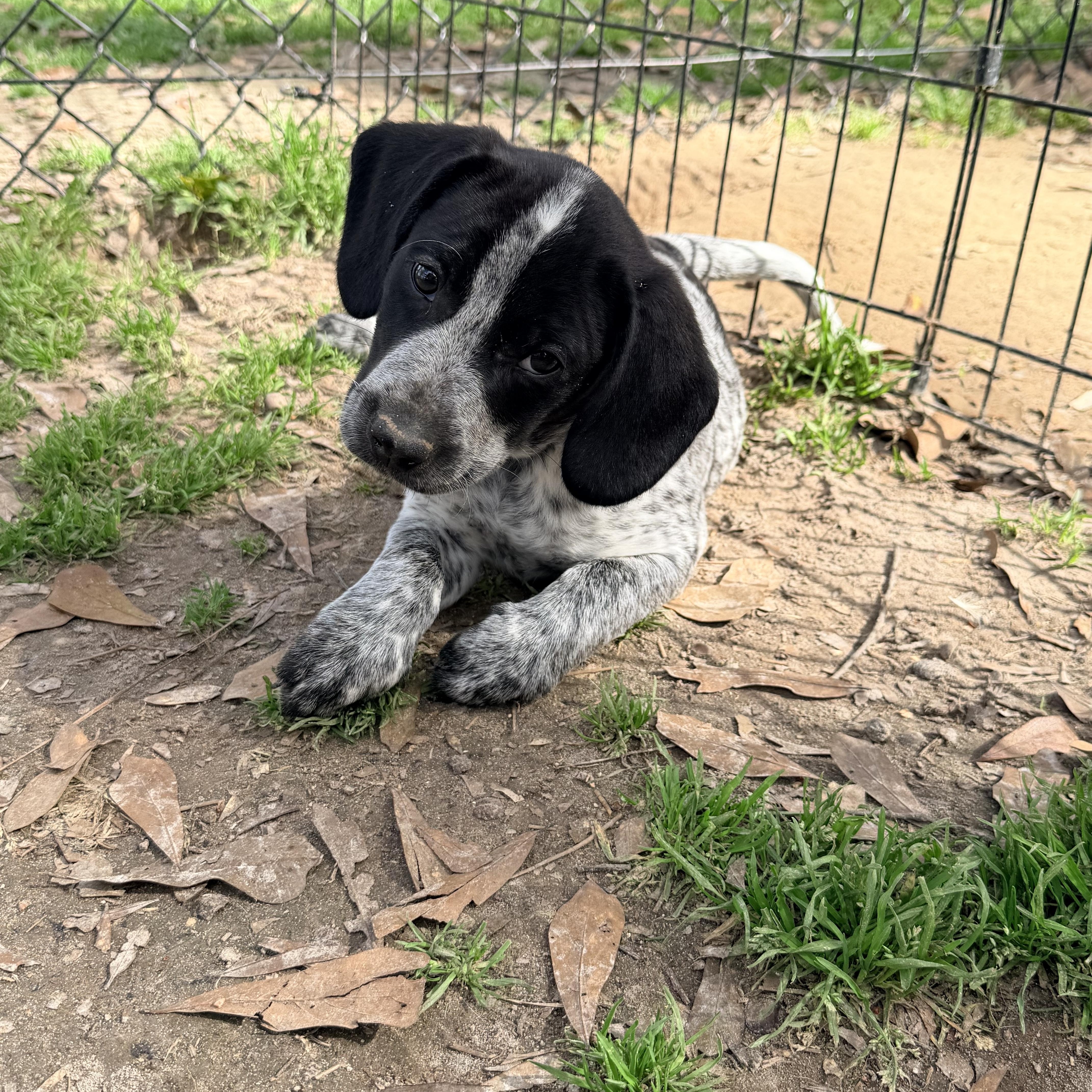 Enlarge Breeze, an adopted mixed breed in Baker, LA image 4/6