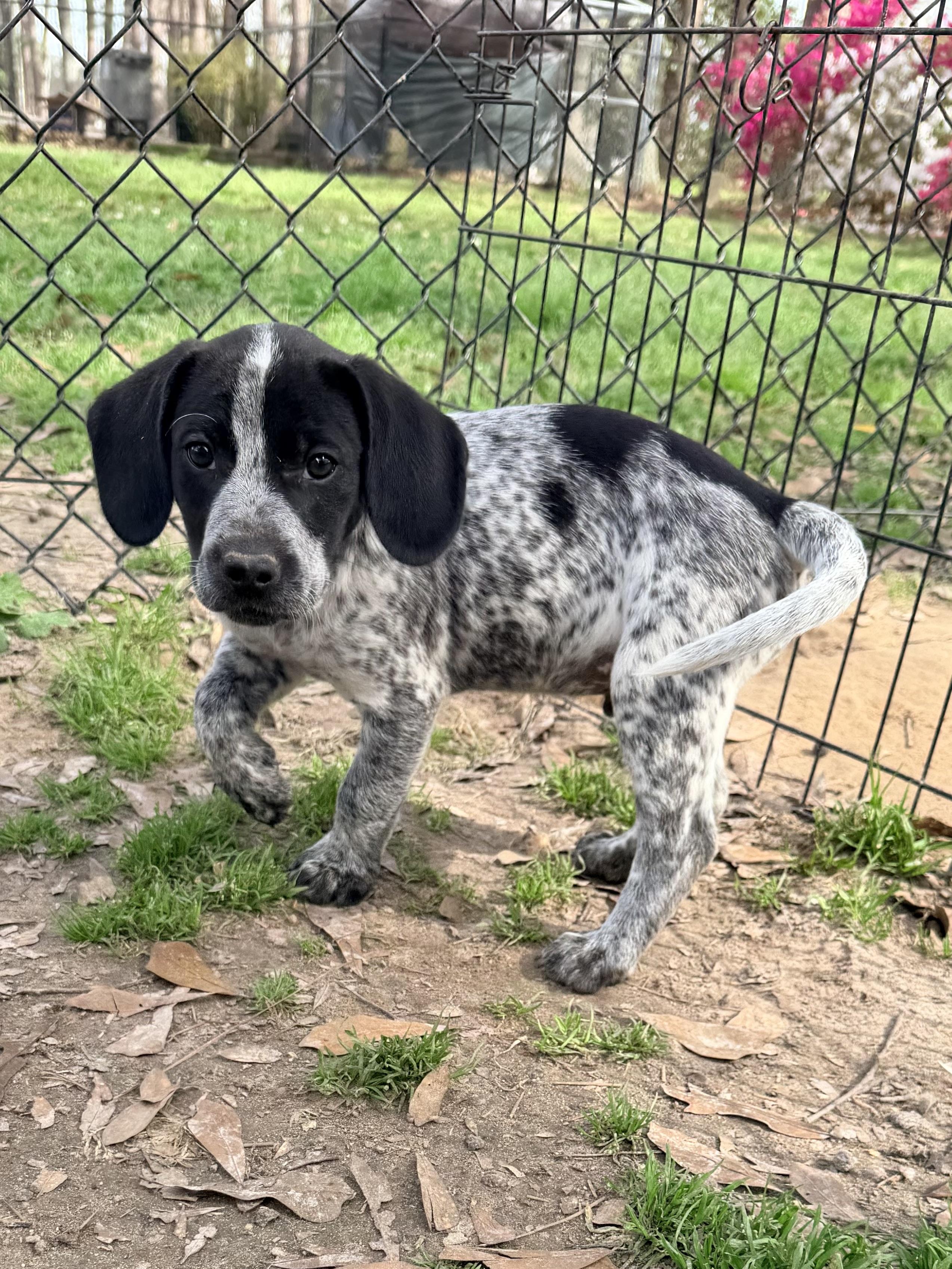 Enlarge Breeze, an adopted mixed breed in Baker, LA image 5/6