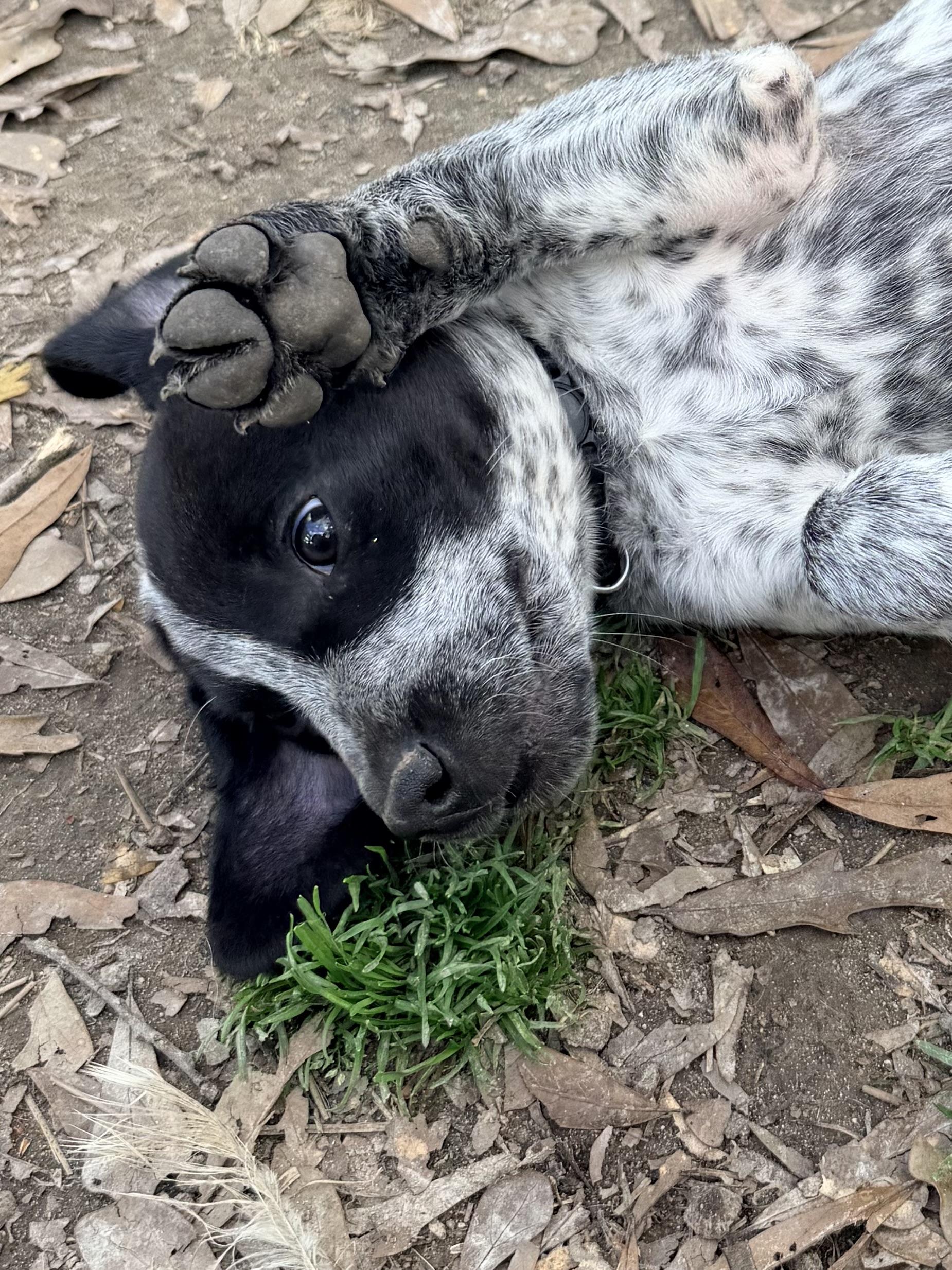 Enlarge Breeze, an adopted mixed breed in Baker, LA image 6/6