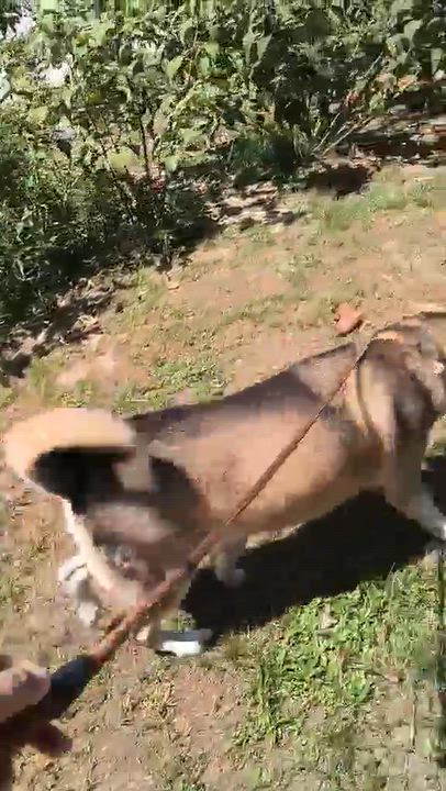 Enlarge Princess, a Adoptable Husky in Casper, WY video 3/3