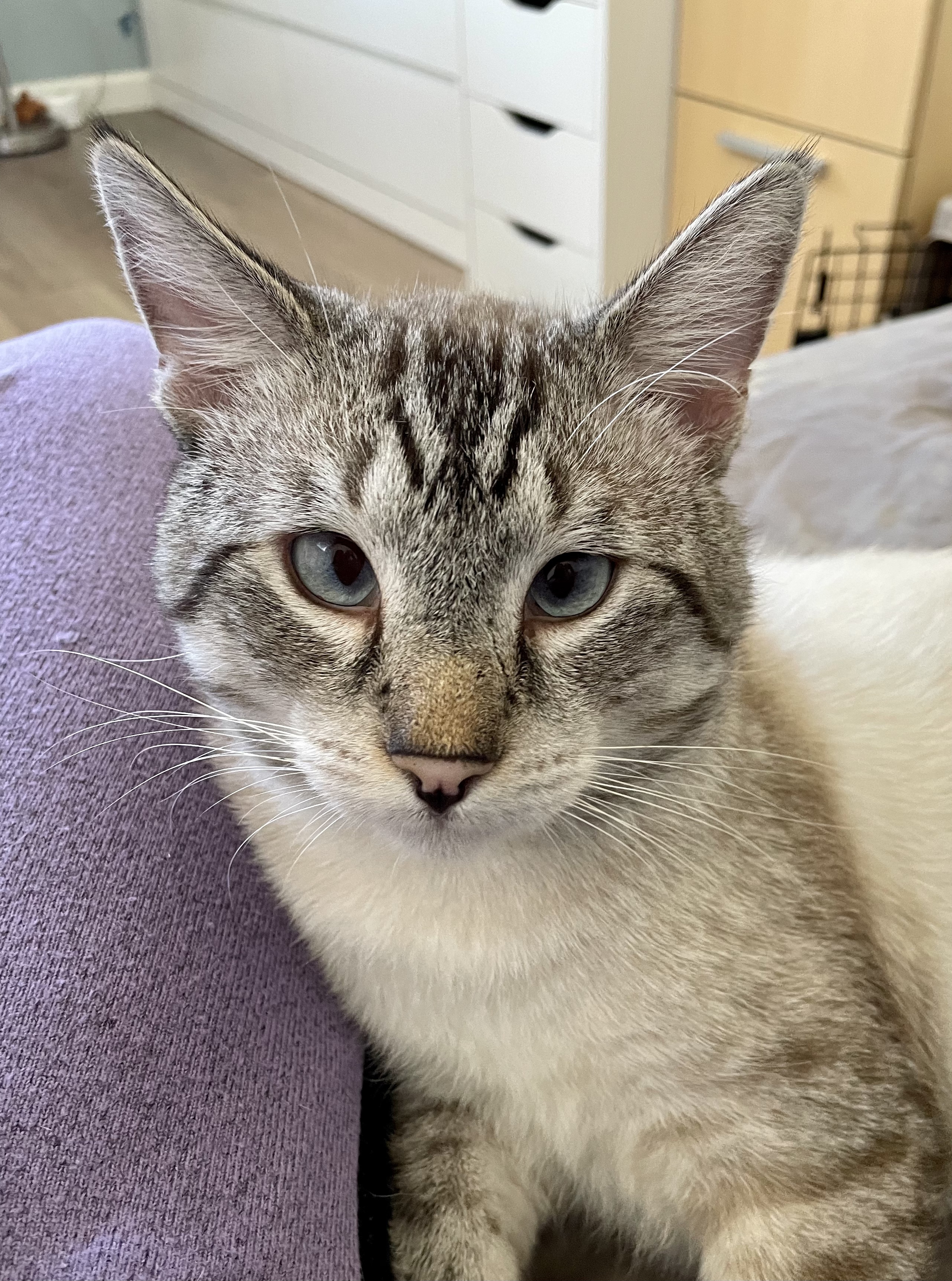 Olaf, an adopted Siamese in Union City, CA image 1/4