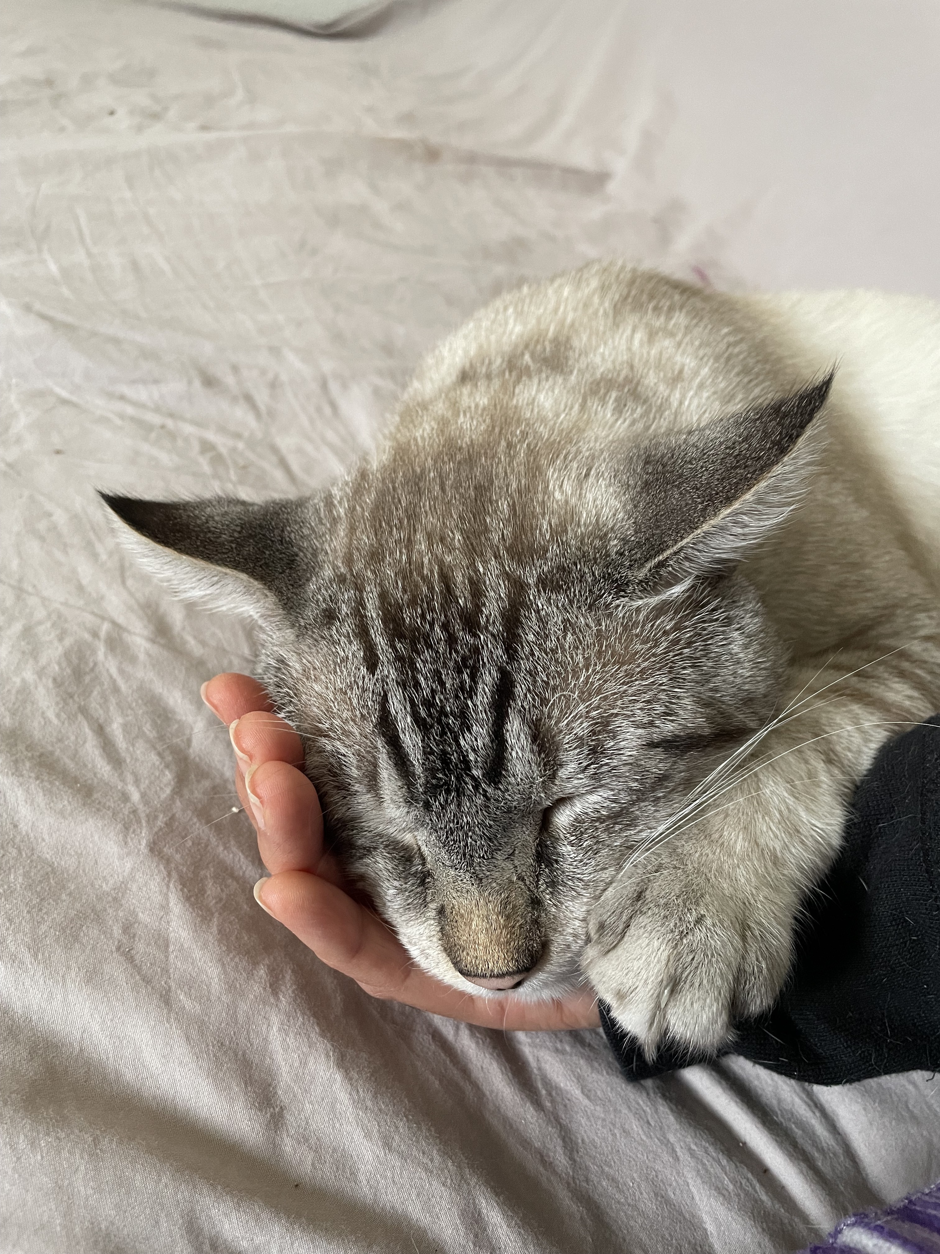 Olaf, an adopted Siamese in Union City, CA image 2/4