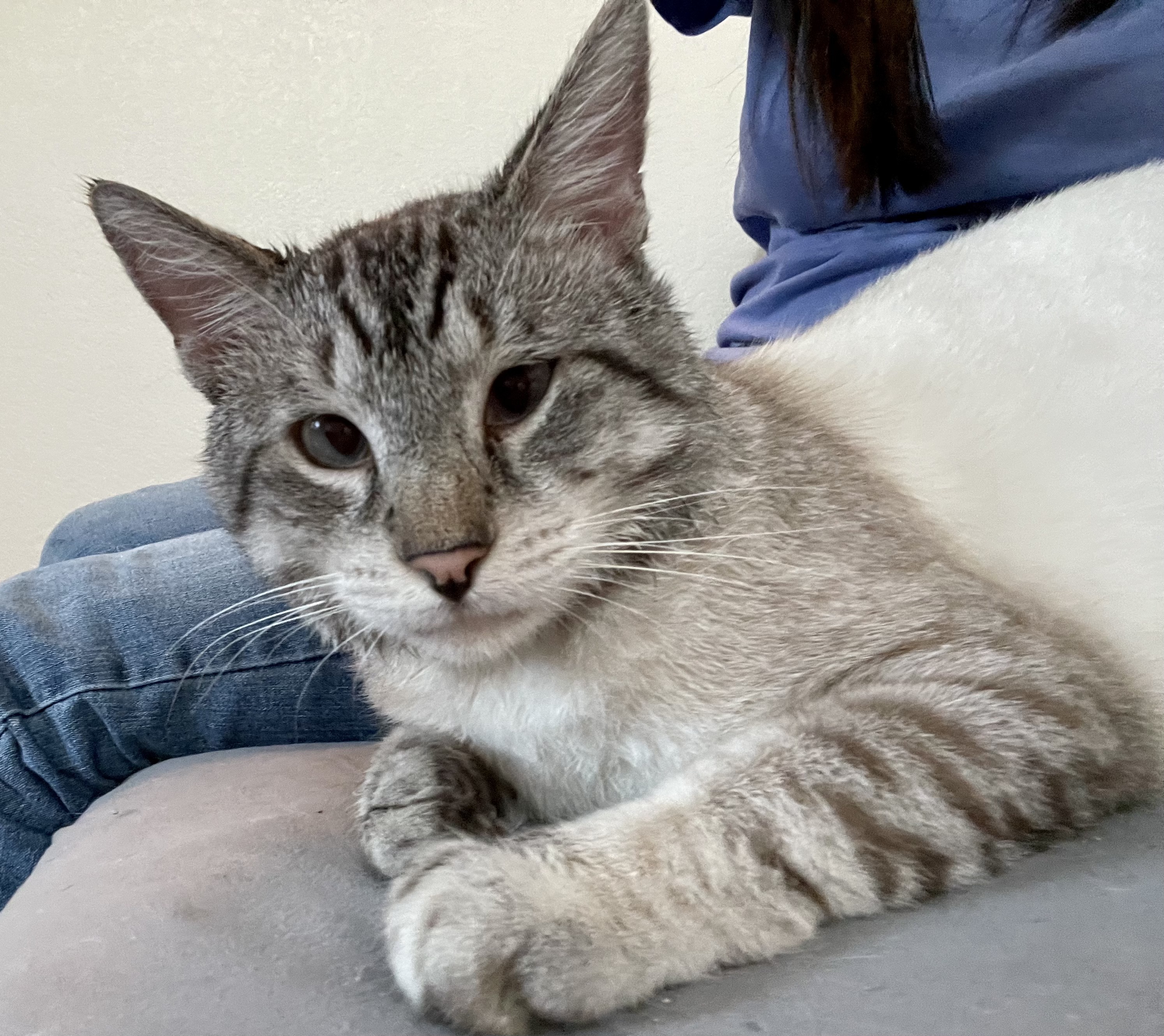 Olaf, an adopted Siamese in Union City, CA image 3/4