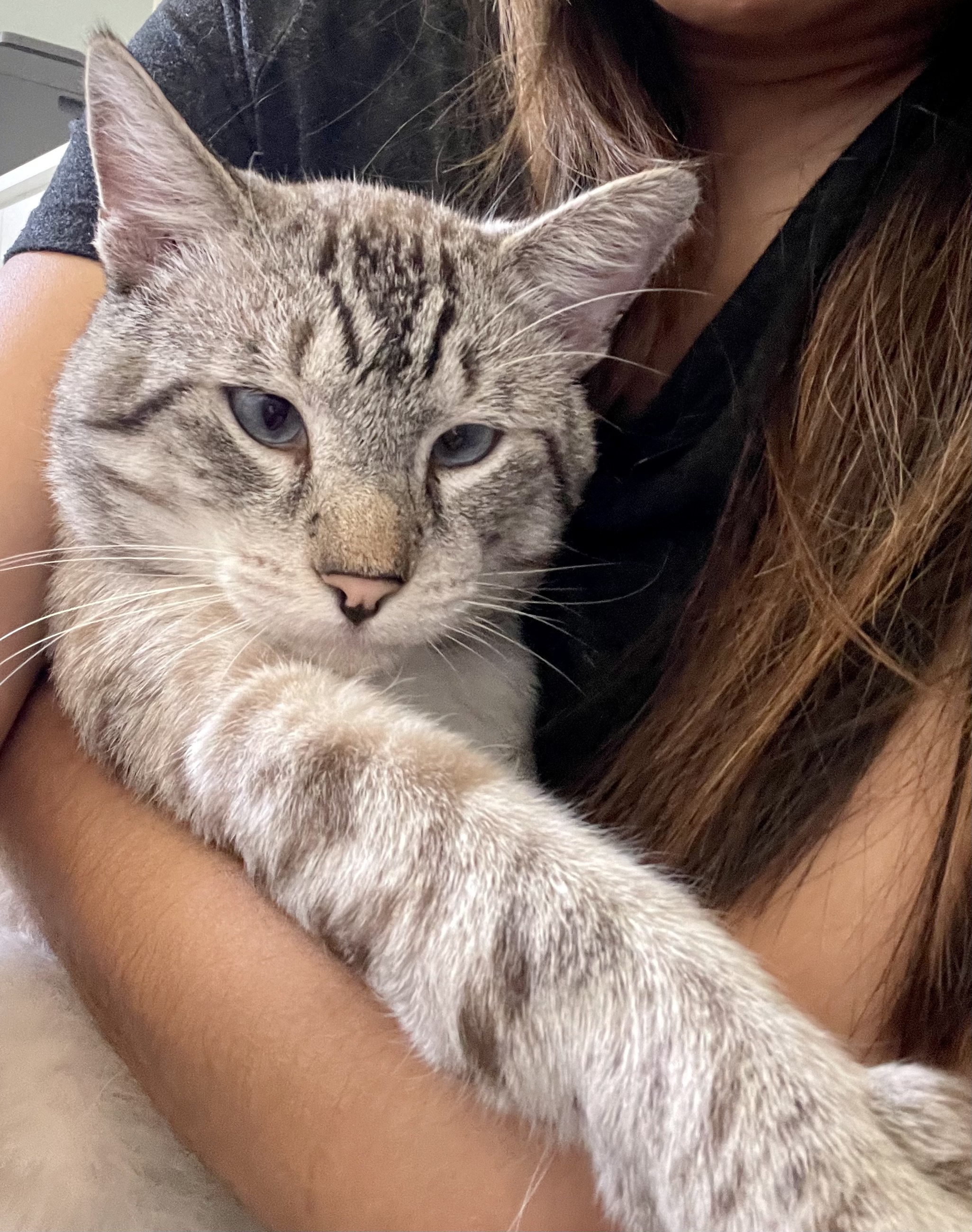 Olaf, an adopted Siamese in Union City, CA image 4/4