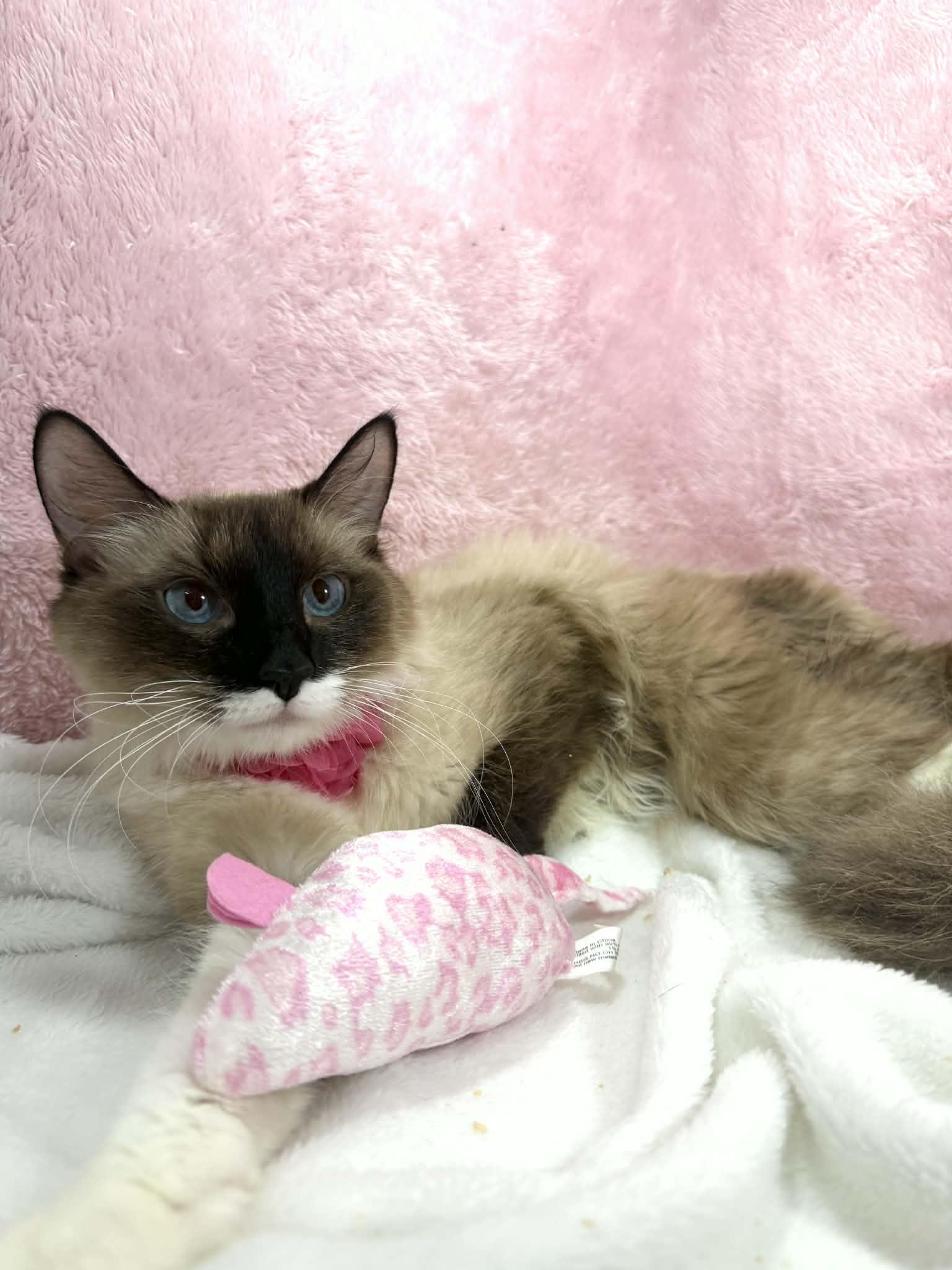 Enlarge Lily Pad, an adopted mixed breed in Tavares, FL image 3/3