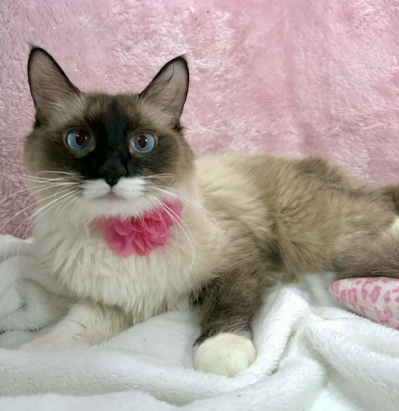 Lily Pad, adopted, Adult Female Ragdoll & Siamese.