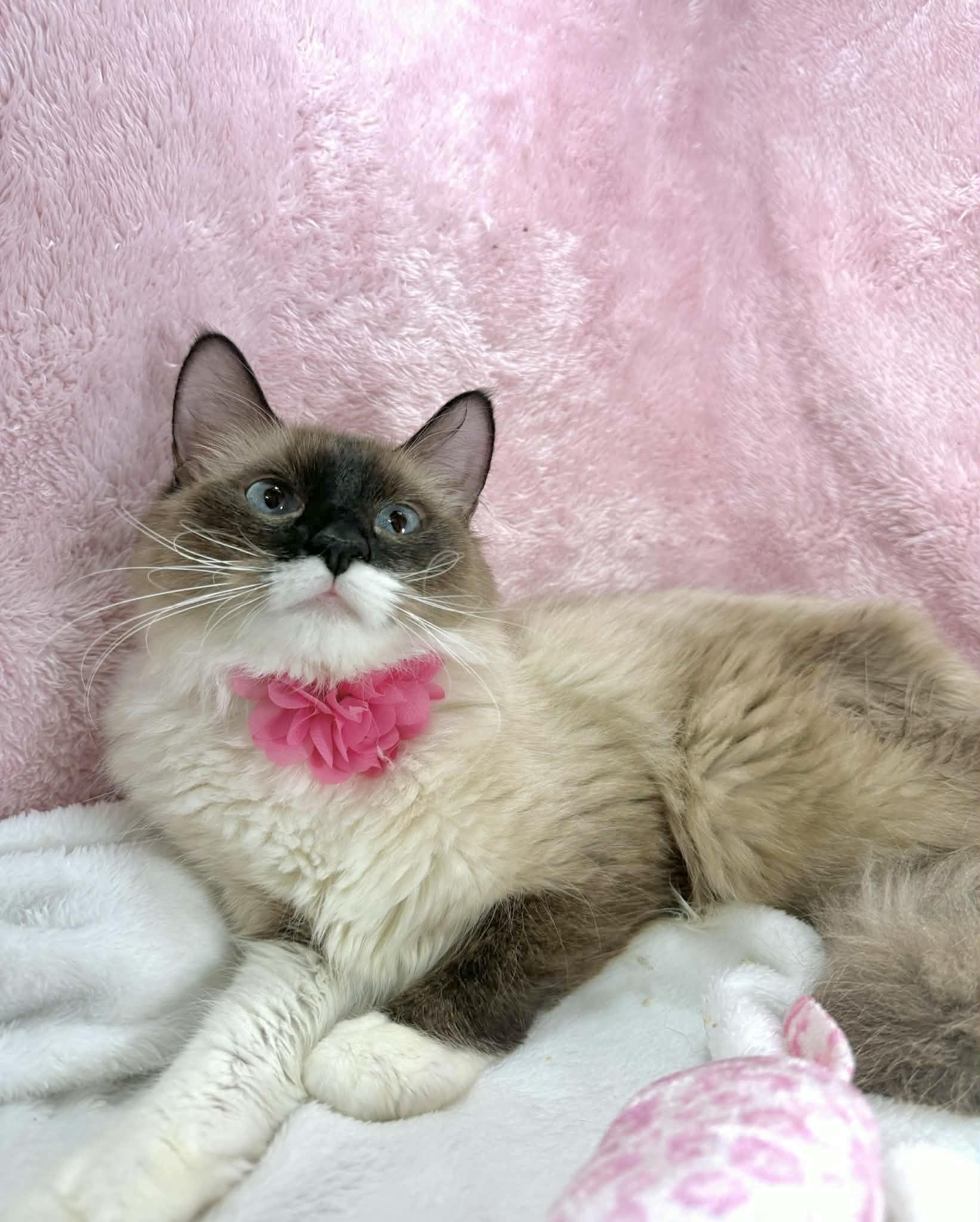 Enlarge Lily Pad, an adopted mixed breed in Tavares, FL image 2/3