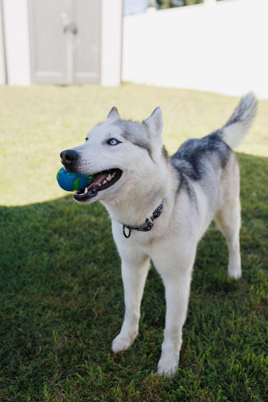 Enlarge Lucy, a ADOPTABLE Siberian Husky in Los Angeles, CA image 3/6