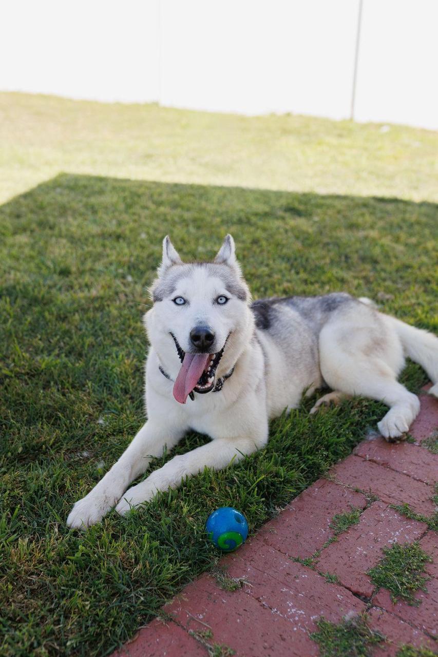 Enlarge Lucy, a ADOPTABLE Siberian Husky in Los Angeles, CA image 6/6