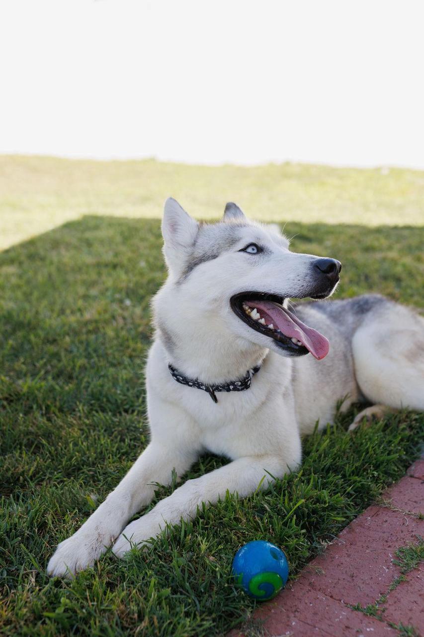 Enlarge Lucy, a ADOPTABLE Siberian Husky in Los Angeles, CA image 5/6