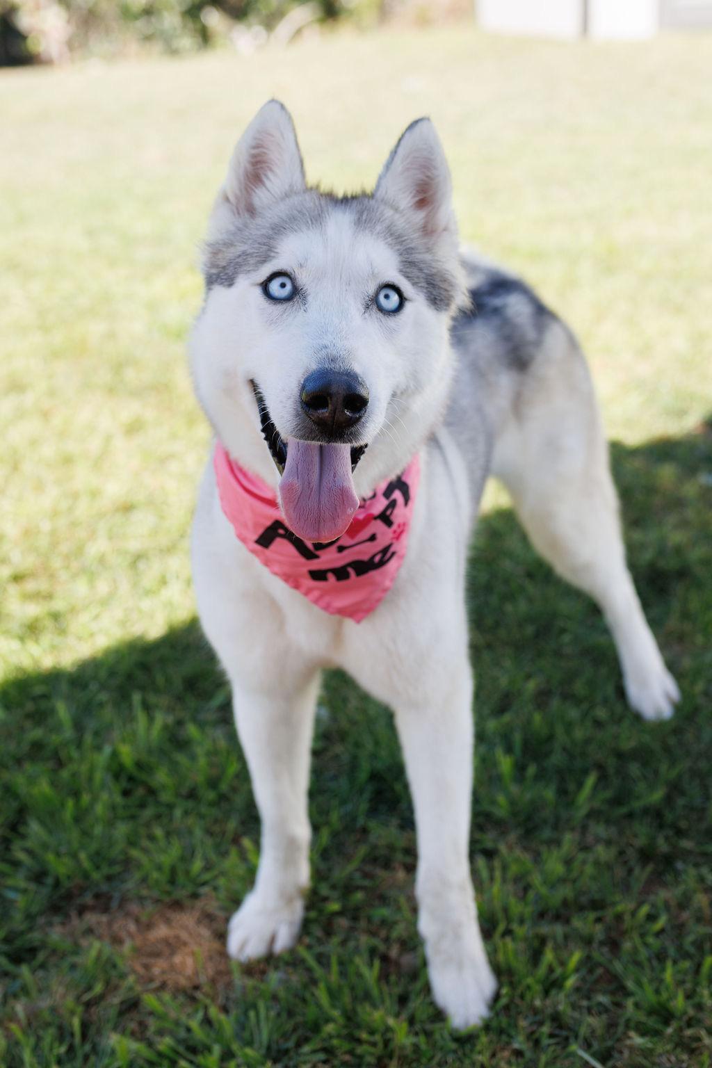 Enlarge Lucy, a ADOPTABLE Siberian Husky in Los Angeles, CA image 1/6