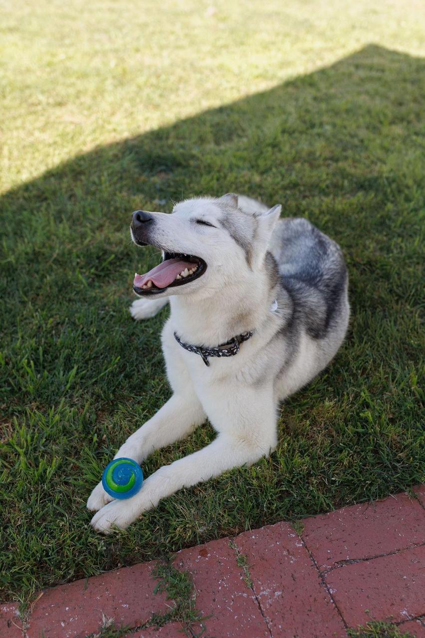Enlarge Lucy, a ADOPTABLE Siberian Husky in Los Angeles, CA image 4/6