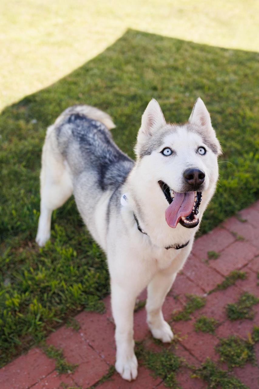 Enlarge Lucy, a ADOPTABLE Siberian Husky in Los Angeles, CA image 2/6