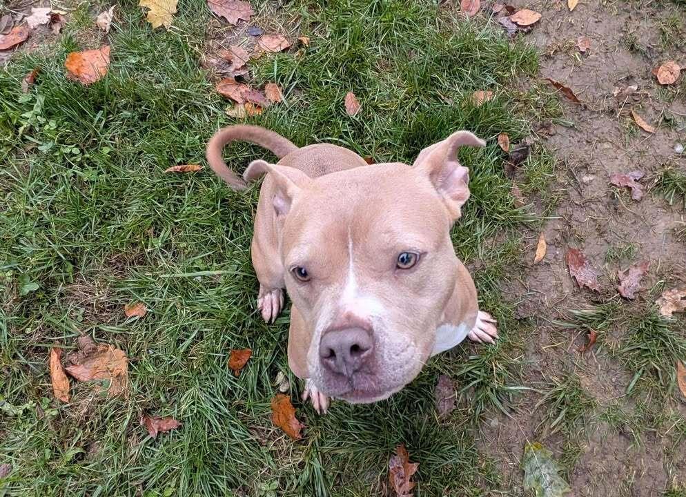 Mandy, Adoptable, Young Female Mixed Breed.