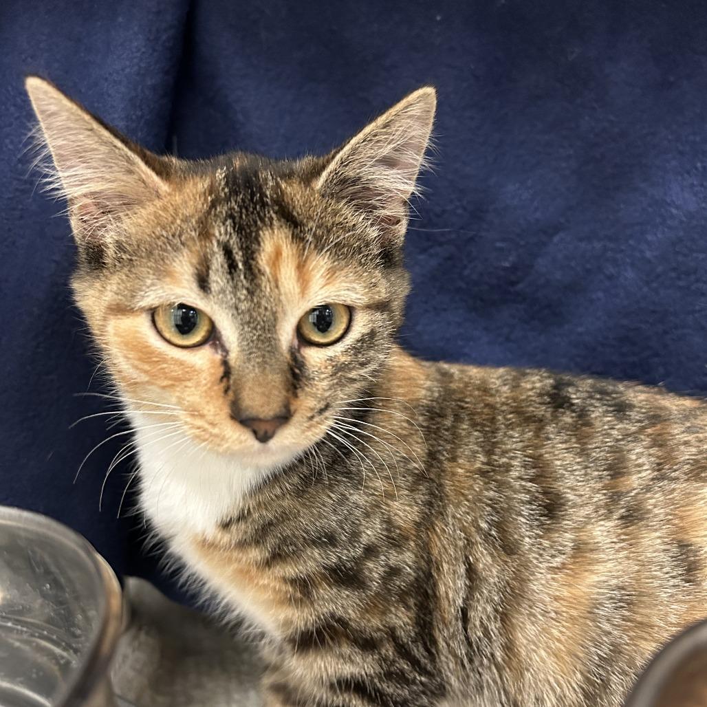 Enlarge Clarke, a Adoptable Domestic Short Hair in Charlottesville, VA image 1/5