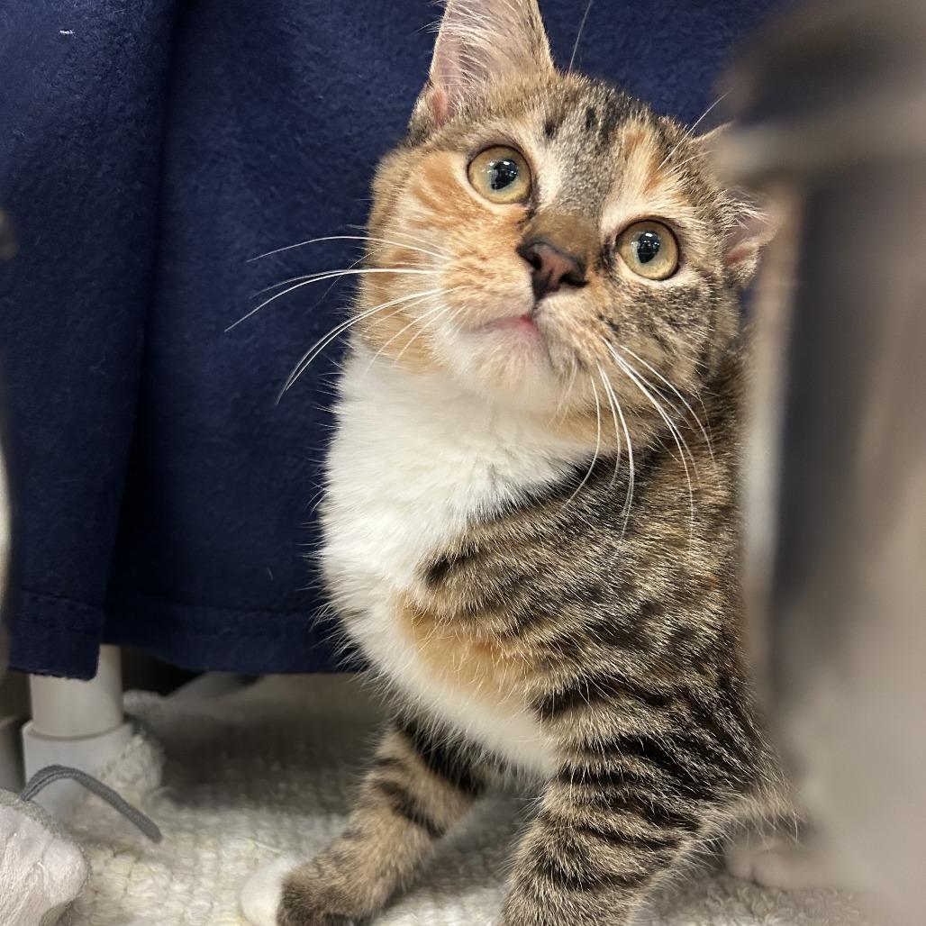 Enlarge Clarke, a Adoptable Domestic Short Hair in Charlottesville, VA image 3/5