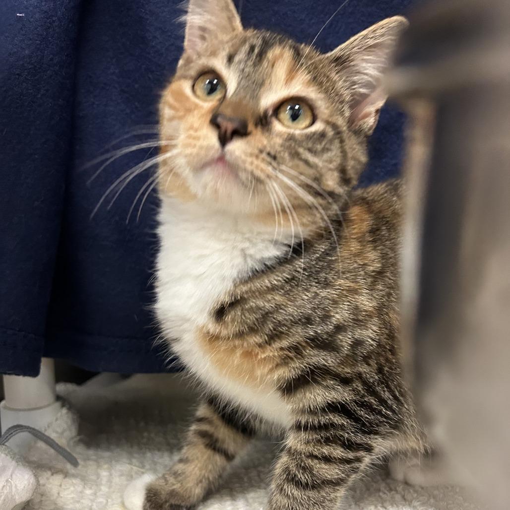 Enlarge Clarke, a Adoptable Domestic Short Hair in Charlottesville, VA image 4/5