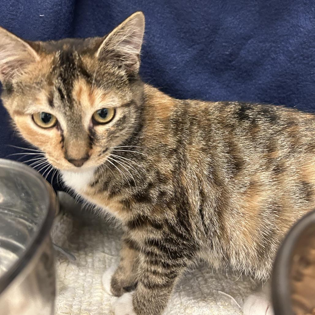 Enlarge Clarke, a Adoptable Domestic Short Hair in Charlottesville, VA image 5/5