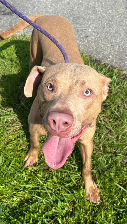 Enlarge Herman, a Adoptable mixed breed in Savannah, GA image 1/2